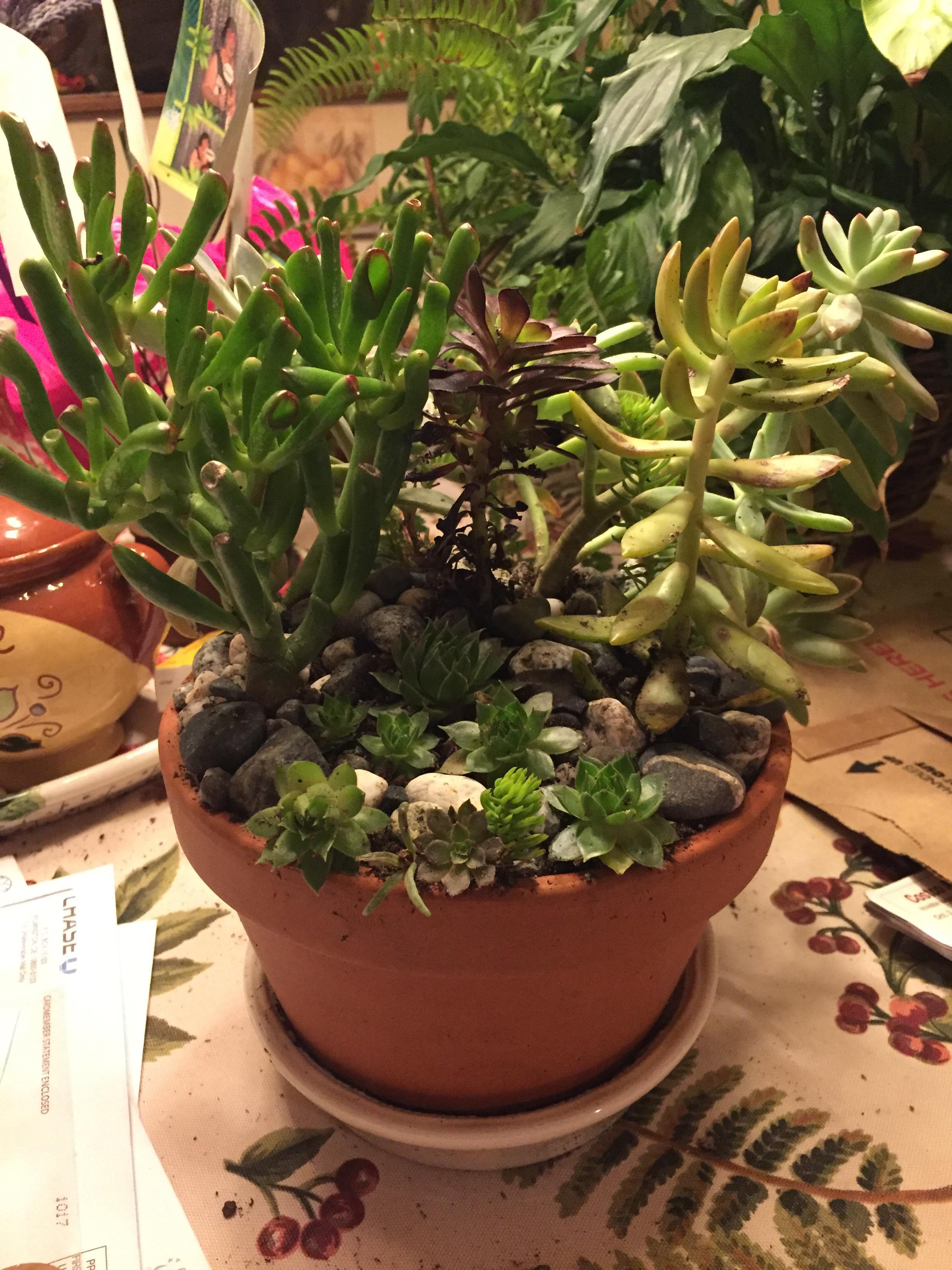 Made a succulent planter arrangement with planter soil and beach sand