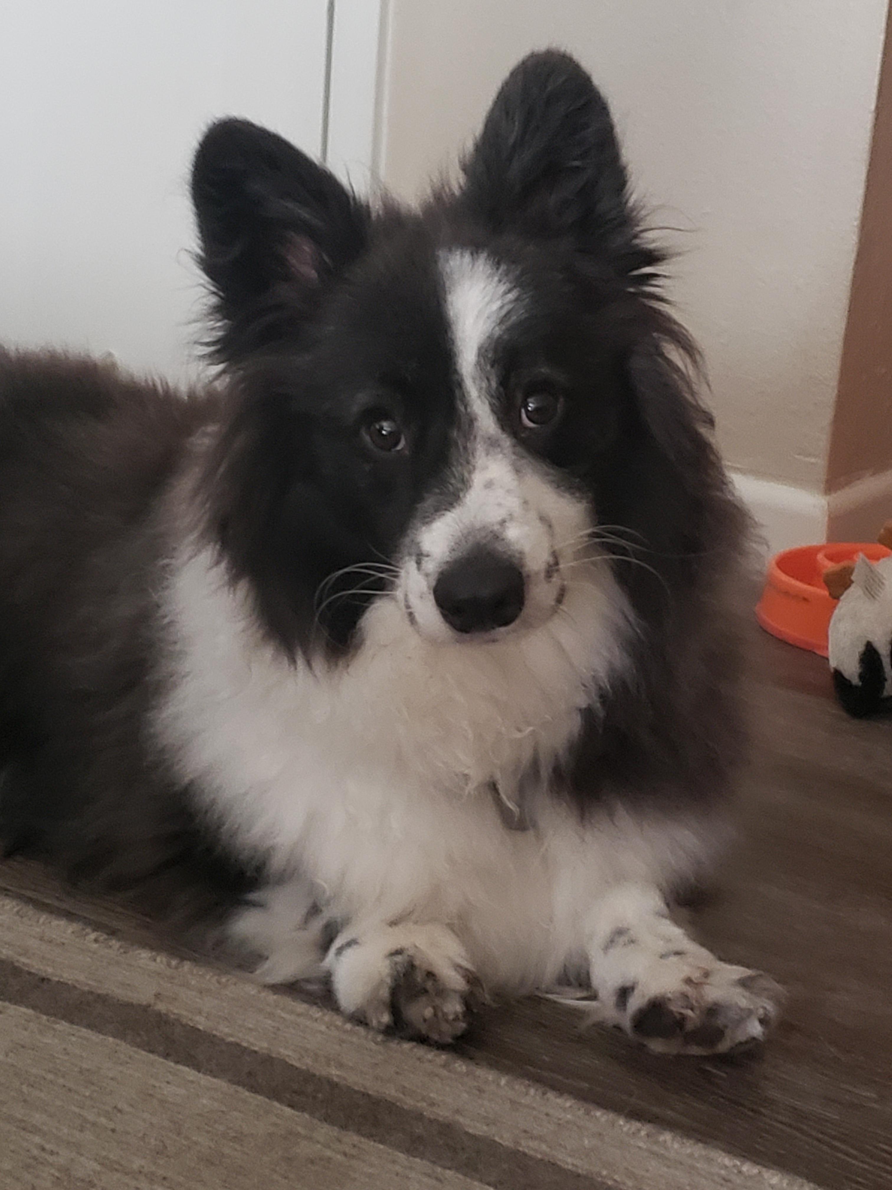 My fluffy Cardigan Welsh r/fluffydogs