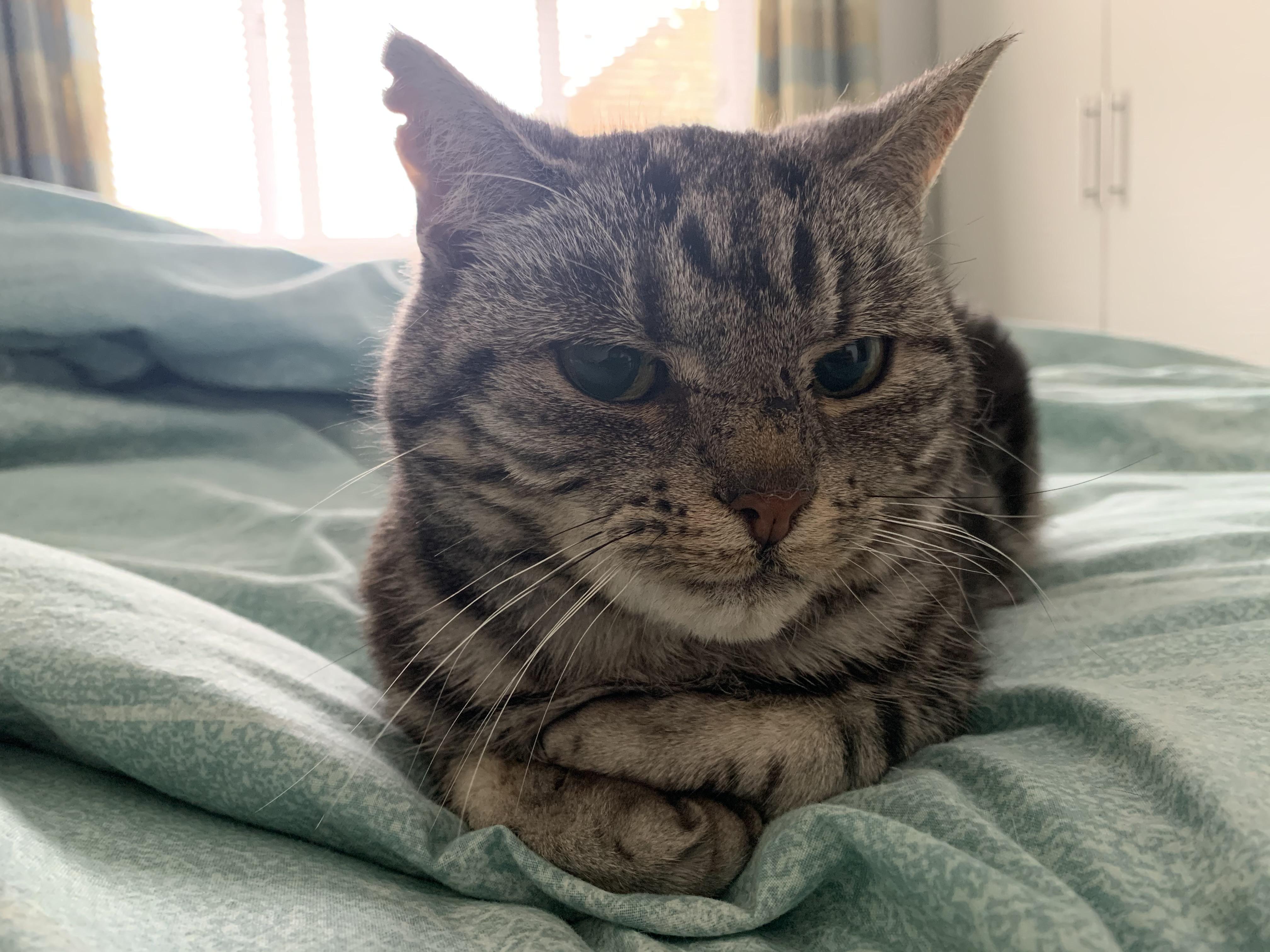 Oh she’s mad angrycatpics