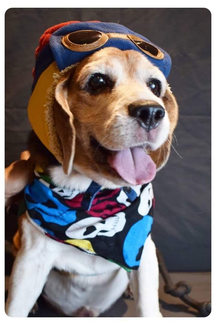 Pet shop near our house was doing a free photo shoot, really happy how