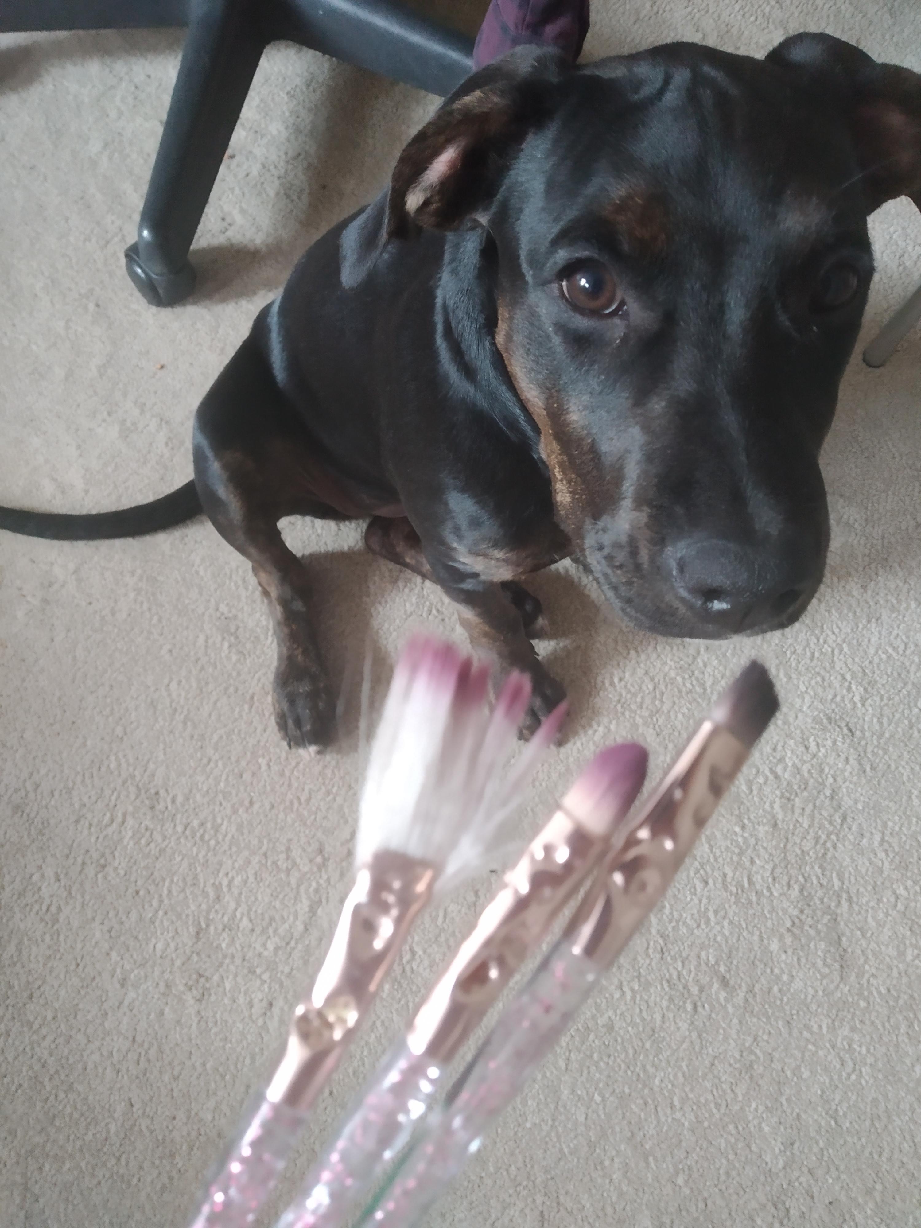 She ate my makeup brushes r/dogshaming