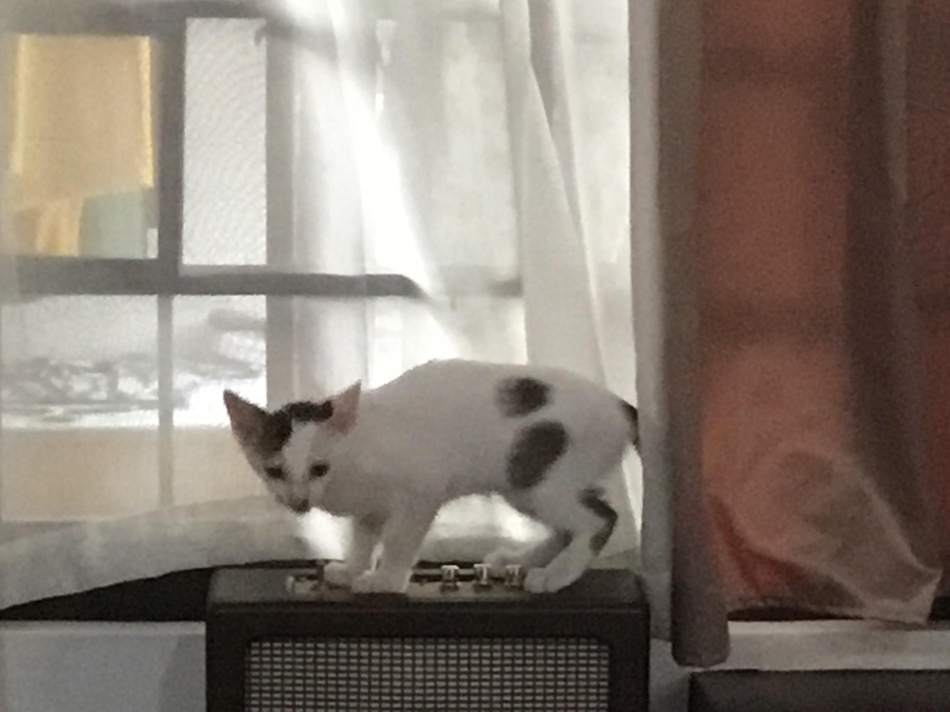 cat broke in my house and now it doesnt want to leave r/aww