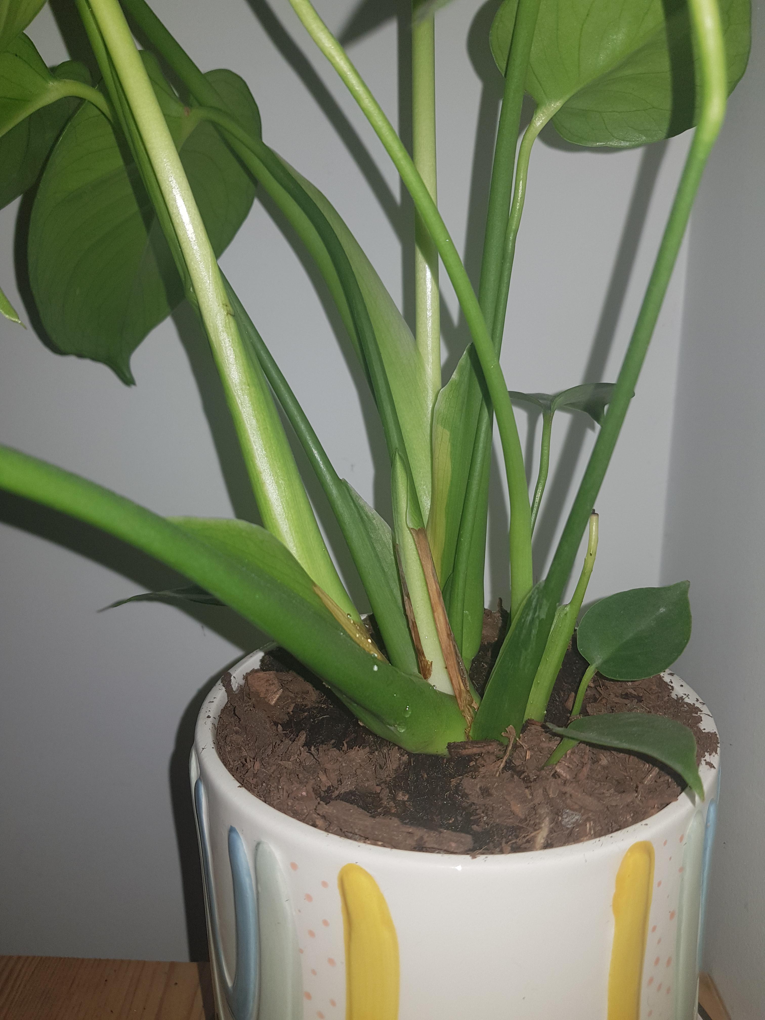 Help diagnosing my Fruit Salad plants yellow/brown stem? r/plantclinic