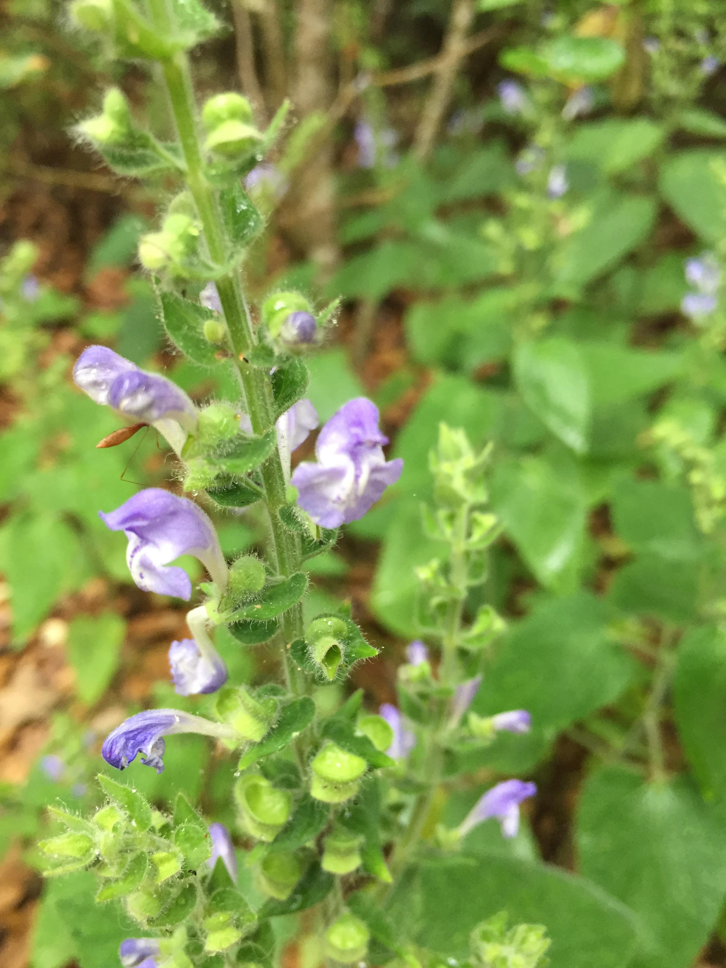 What is this plant? Mint family i know that much. Zone 8b austin texas