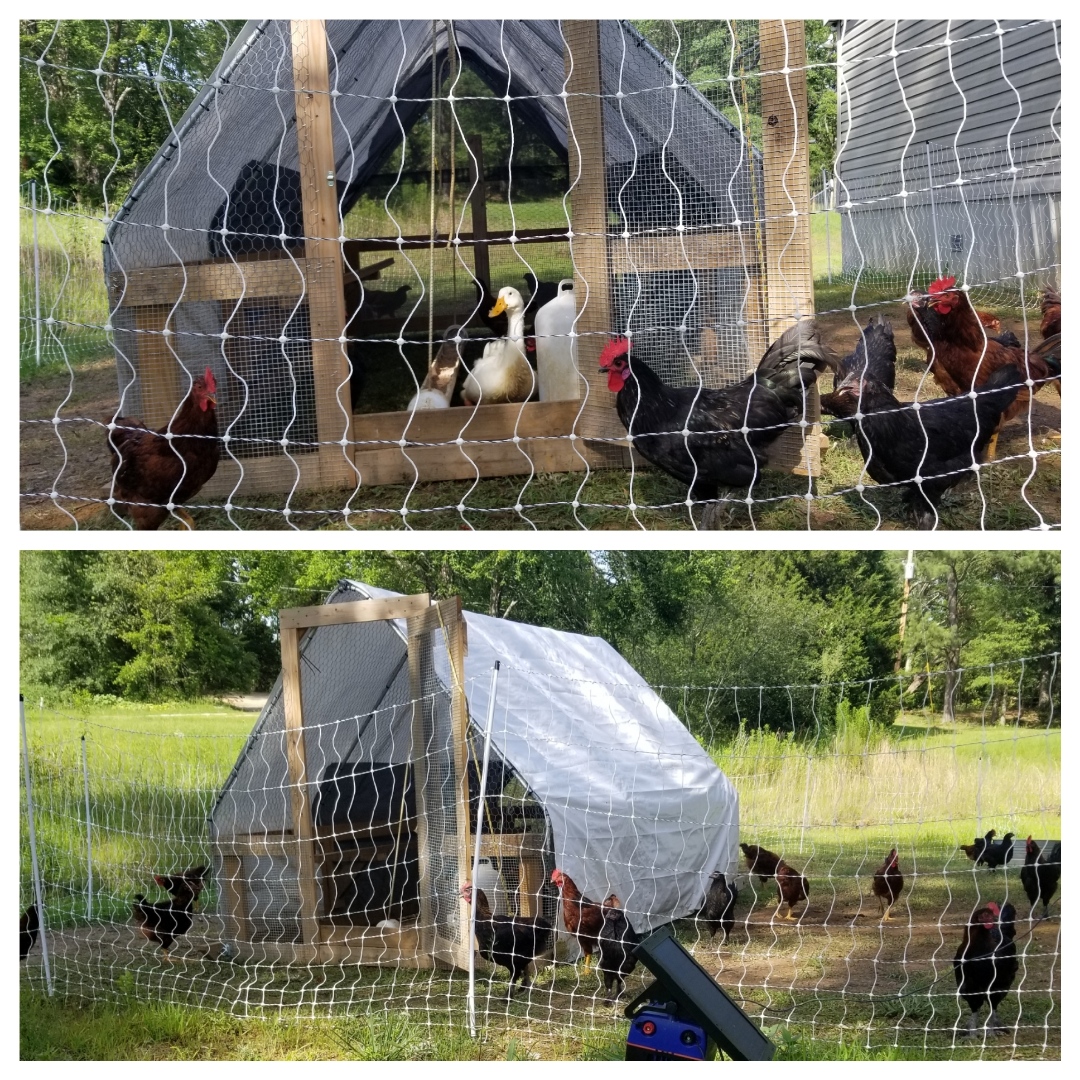 My rendition of the John Suscovich chicken tractor, and our first step towards a homestead. r