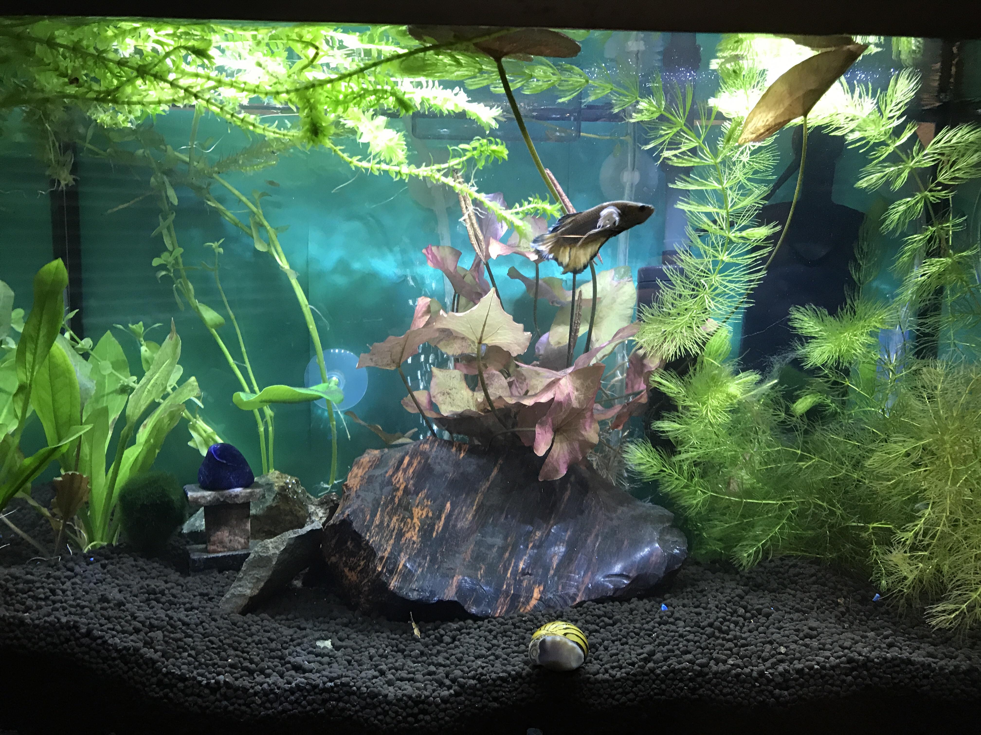 Here’s the tank with the new substrate. Kevin seems to really like it