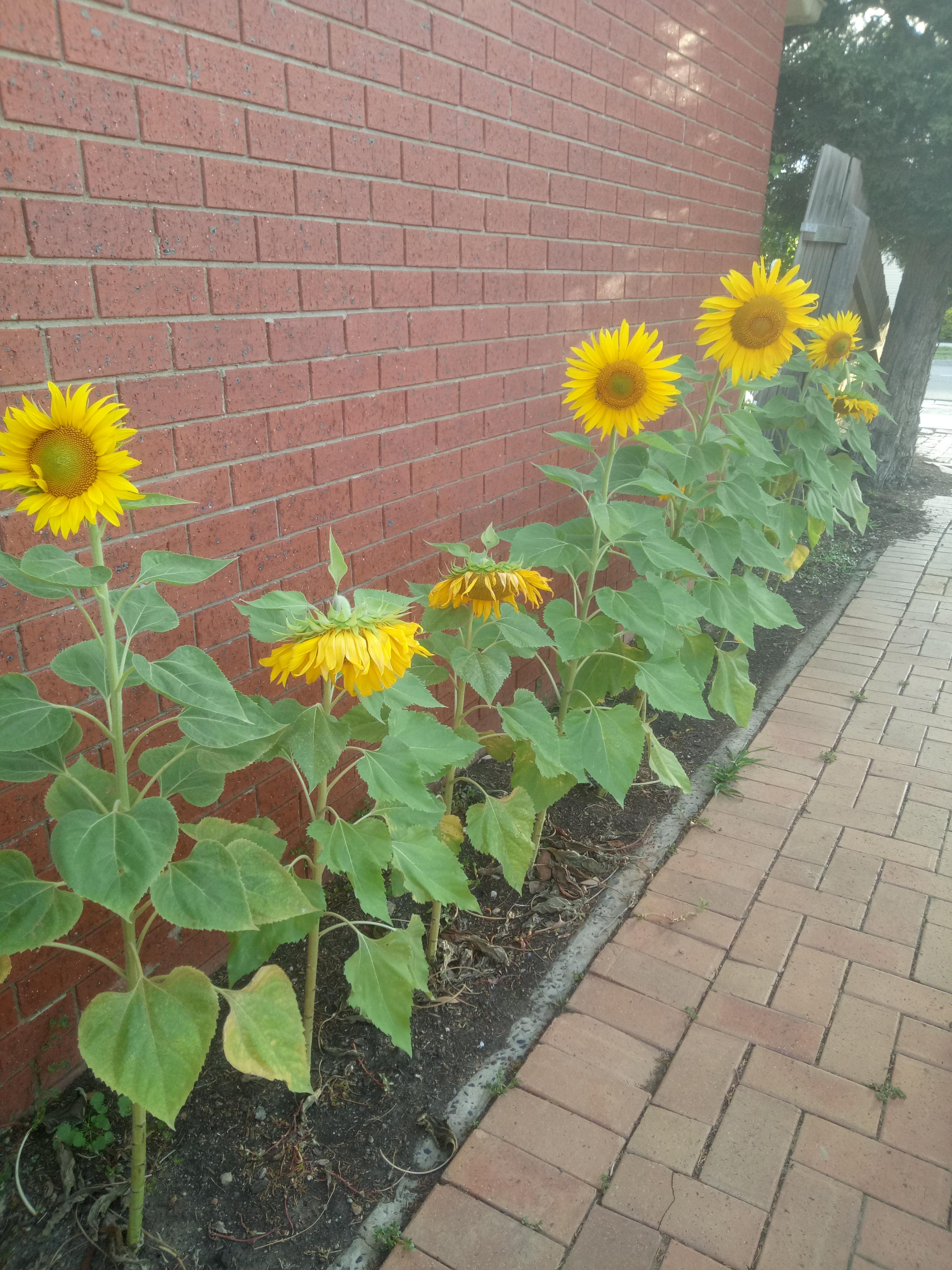 Why do some of my sunflowers droop but others don't? They've only