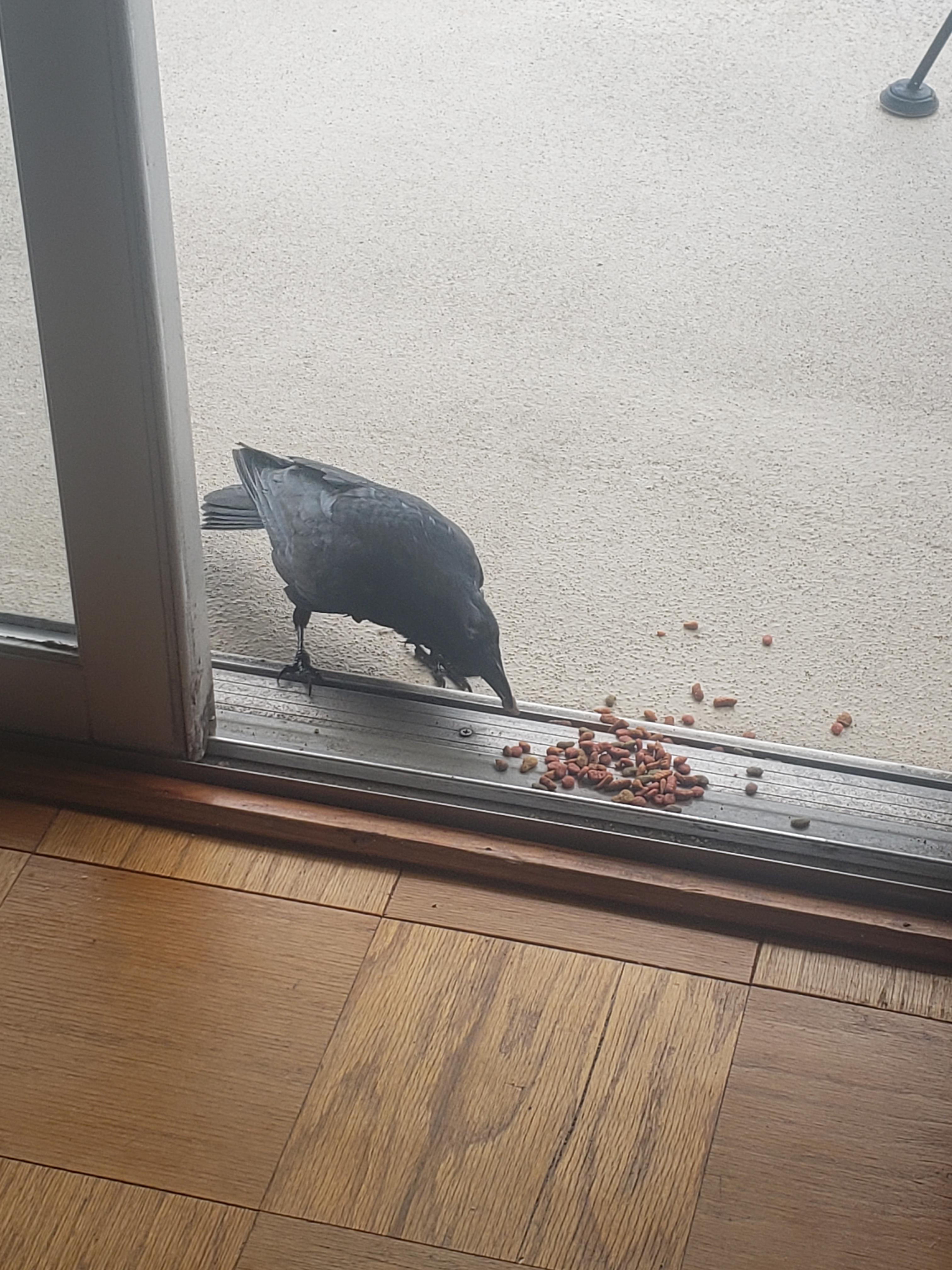 Crow Gifts. They DO leave trinkets in exchange for love/food and these