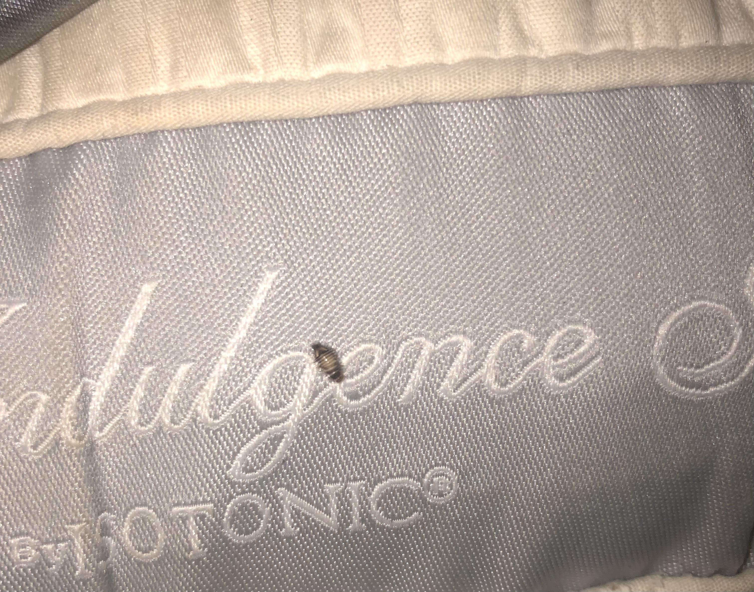 Is this a bedbug? Found in pillow case r/Bedbugs