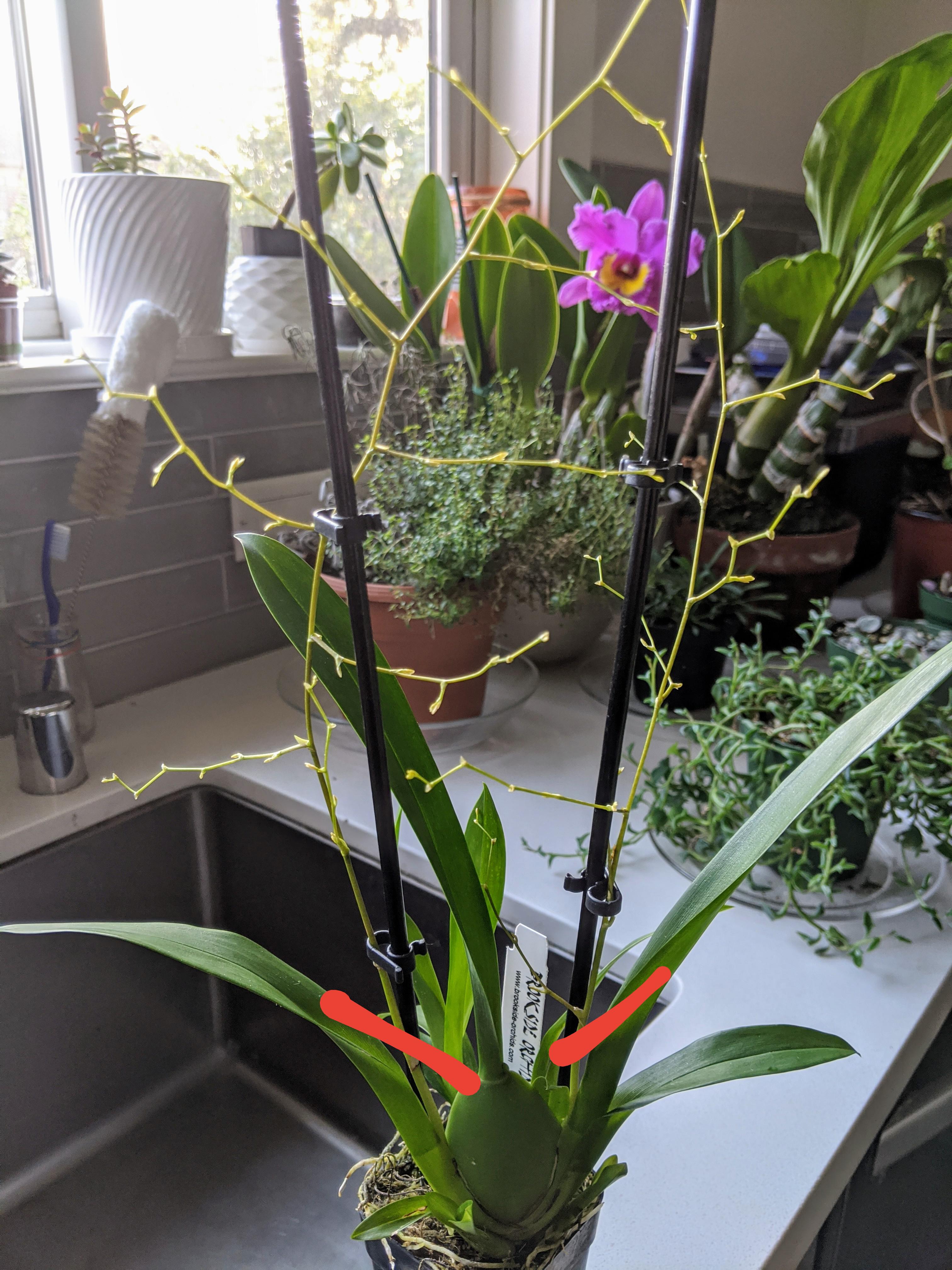 N00b orchid question Oncidium Twinkle is done blooming. Where do I cut the stems for regrowth