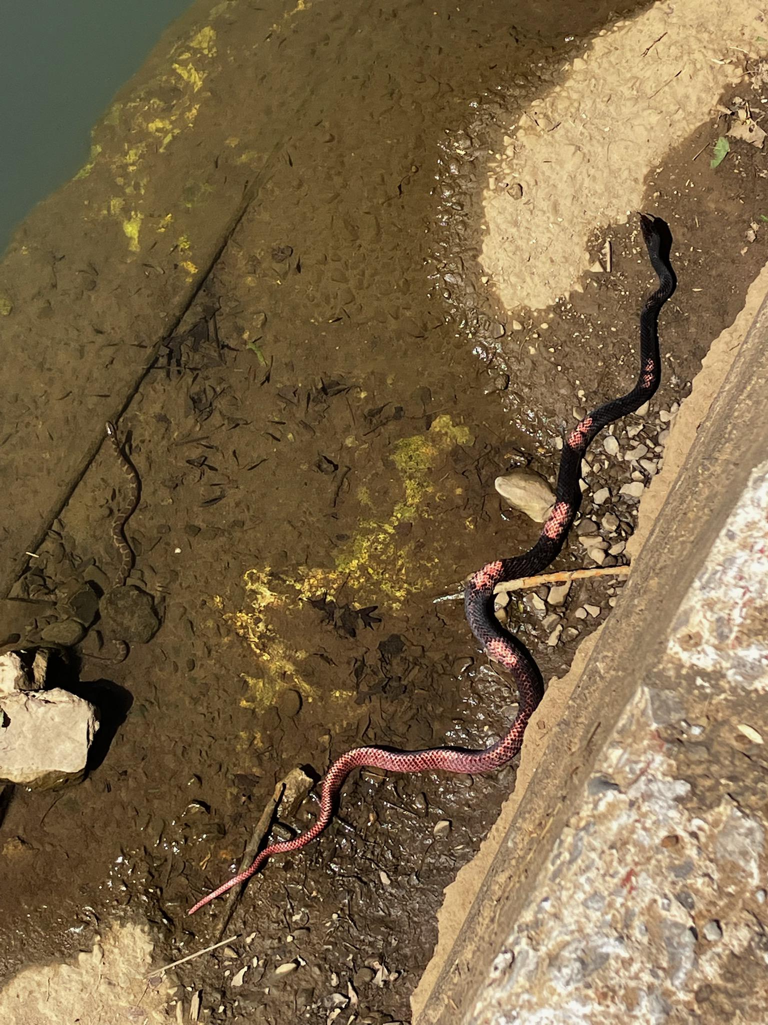 In law found a snake in nw arkansas r/whatsthissnake