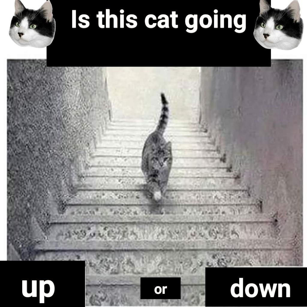 Collection 100+ Pictures Is The Cat Going Up Or Down The Stairs Full HD