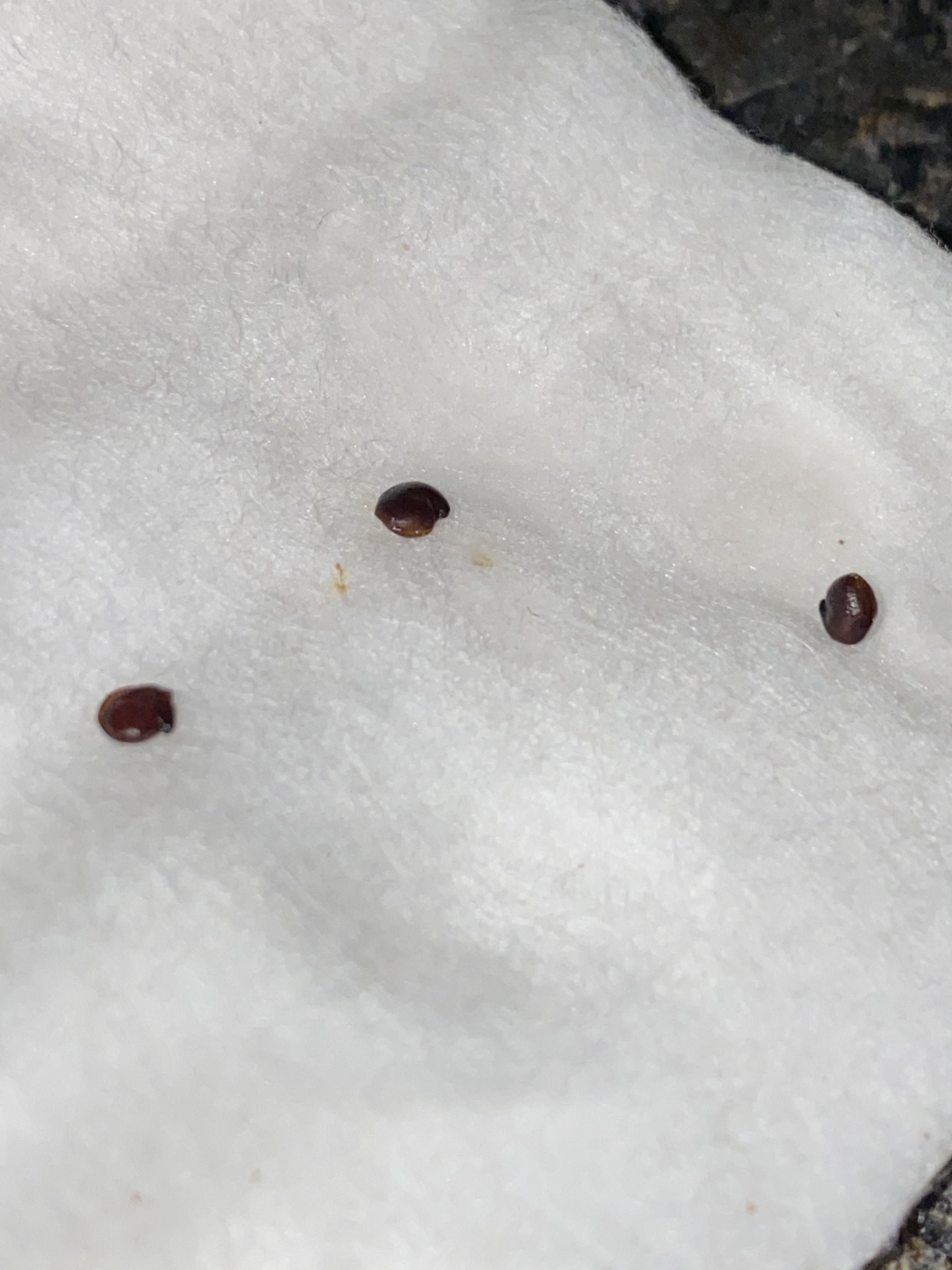 There are black seeds in my poop.. I just bought a kidney support tea