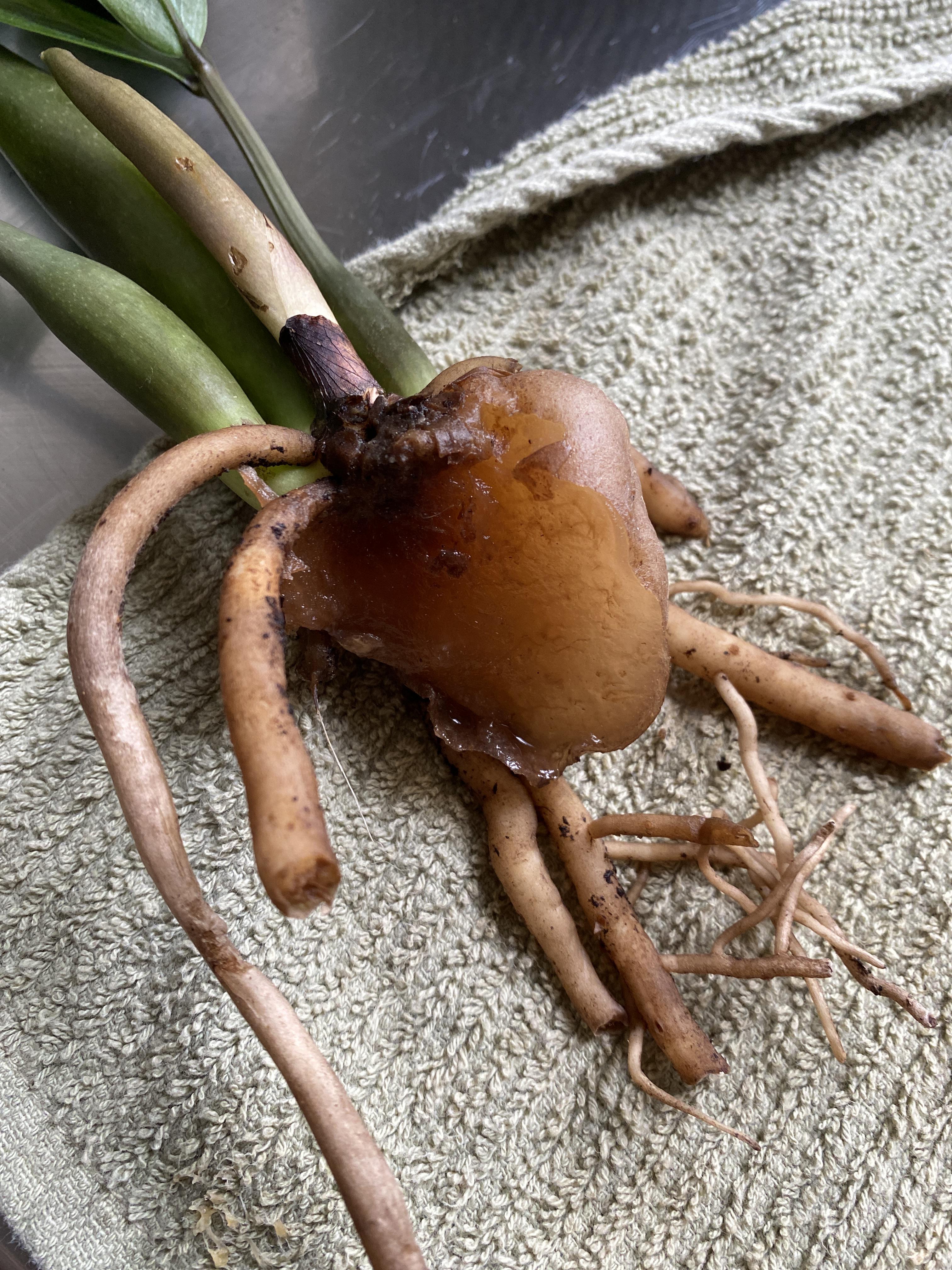 ZZ plant root rot more in comments r/plantclinic
