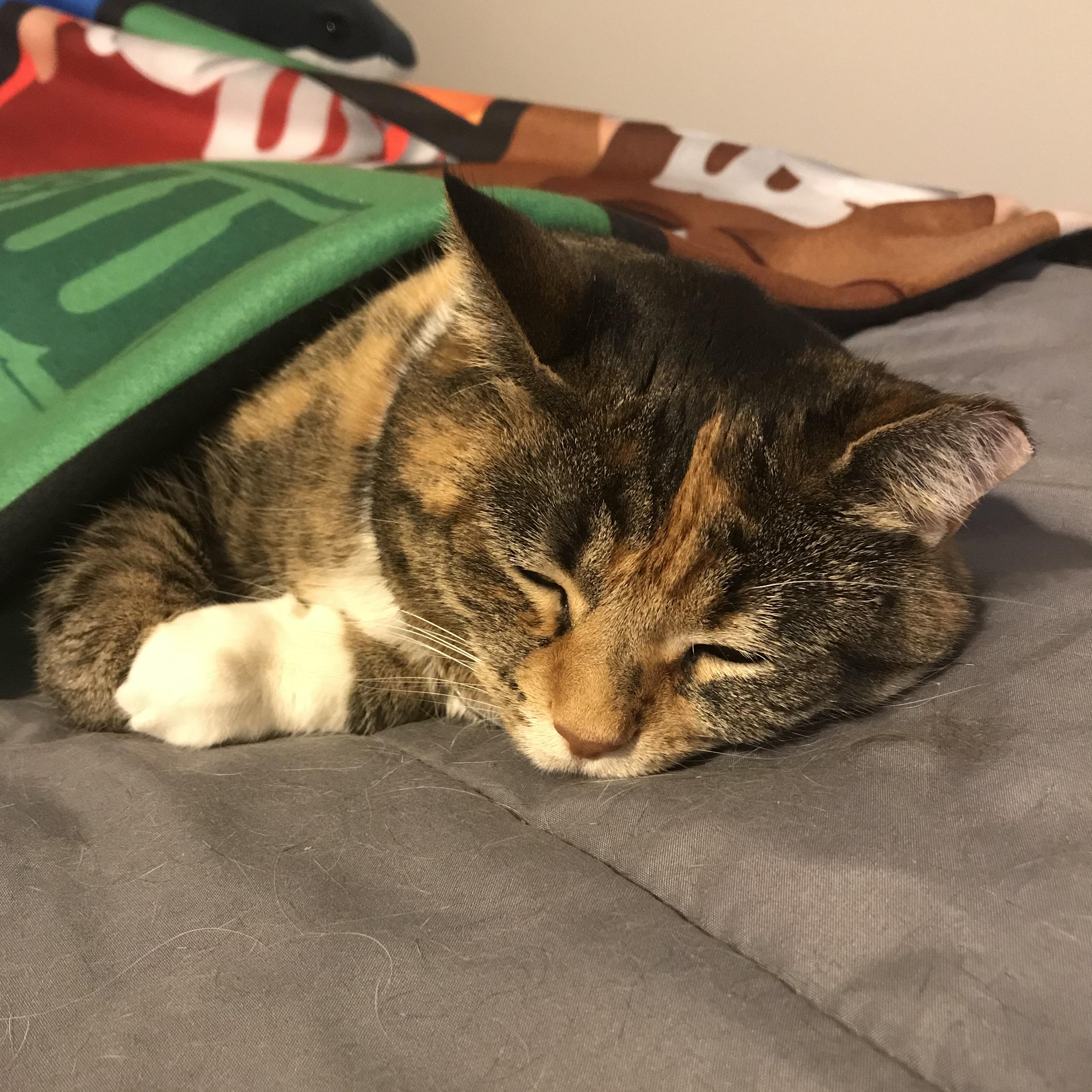 How I found my cat in my brother’s room r/tuckedinkitties