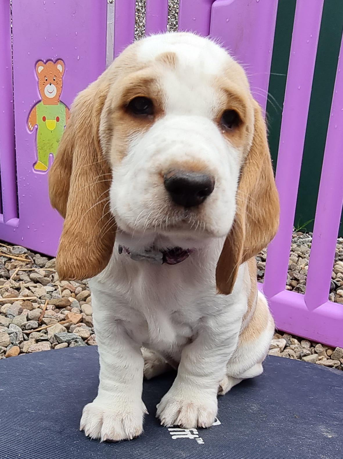 In 12 days we take home our adorable new puppy Paige. She is a Hush