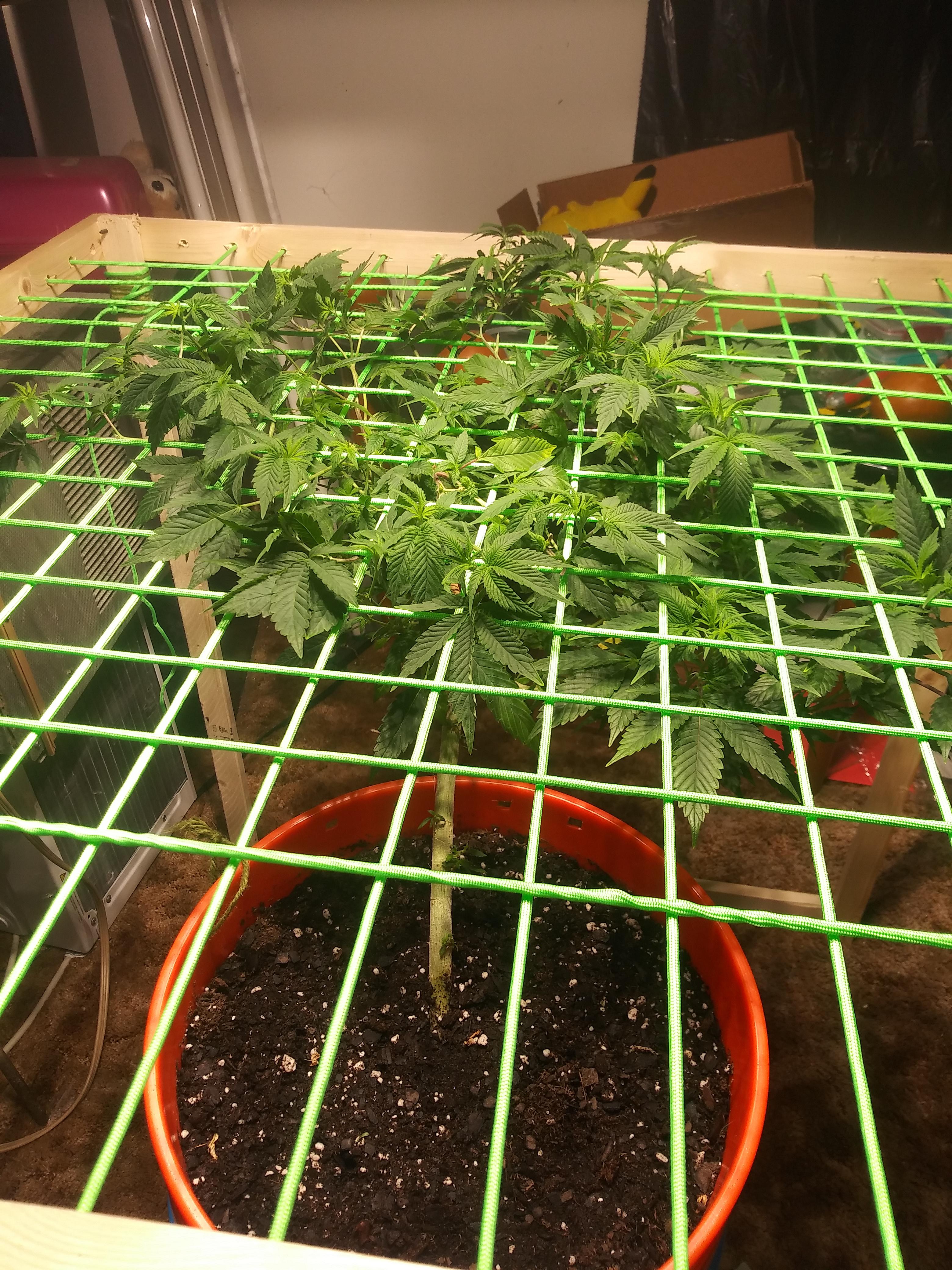 Swapped out my fibrous jute twine for water resistant mold/mildew proof