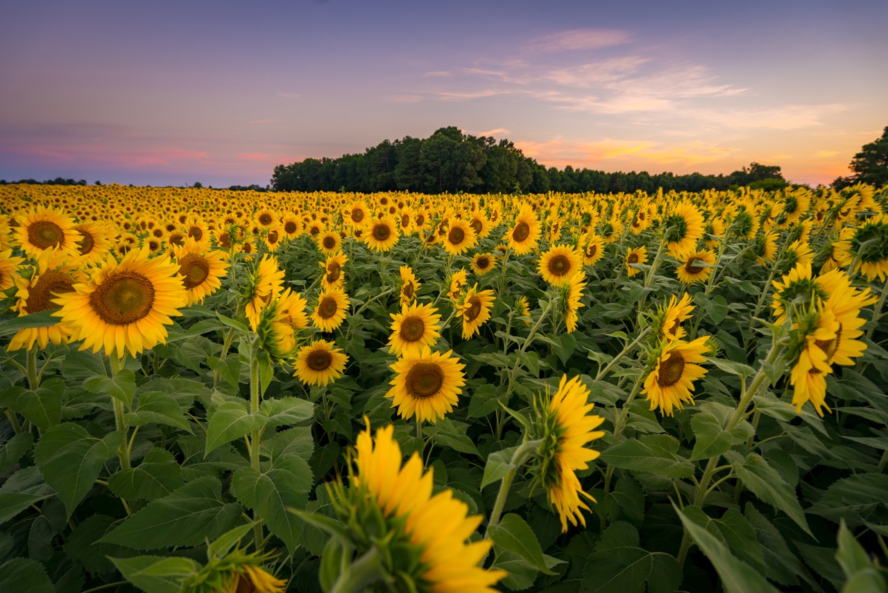 A shortlived sunflower bloom in Raleigh, NC [OC] [1280x855] r