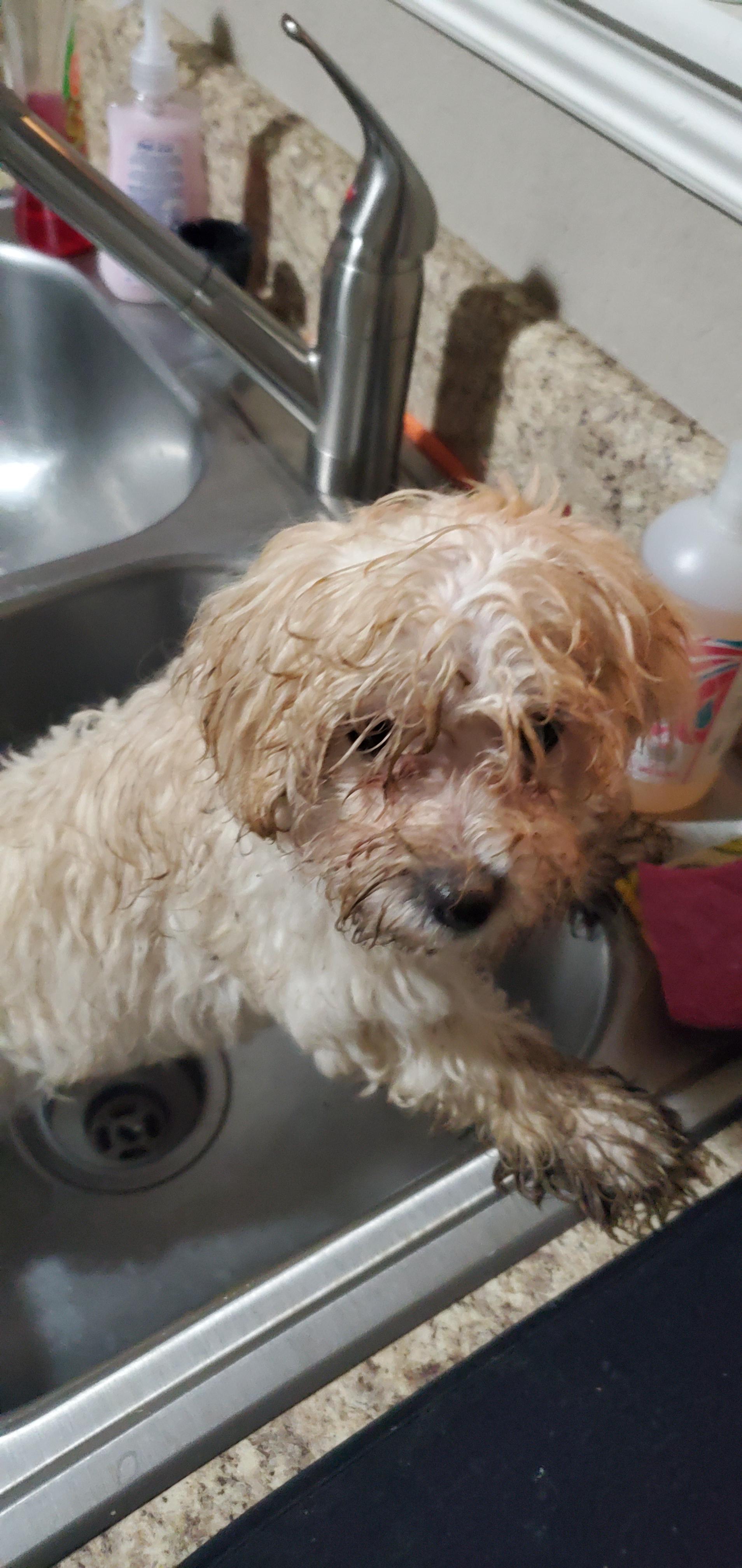 Does anyone know what this is around my Maltipoo's nose? Maltipoo