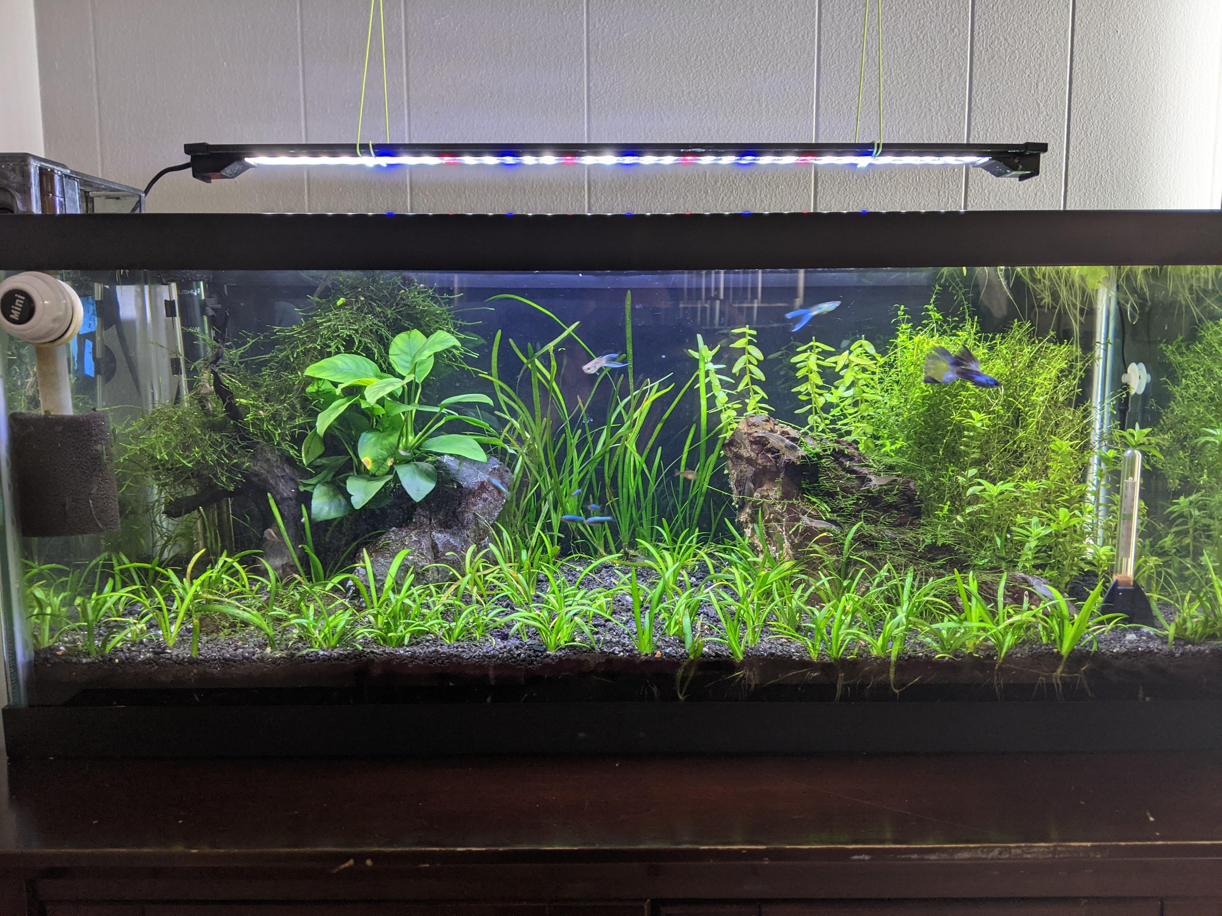 My healthy 20 gallon long low tech tank. It just keeps growing! r
