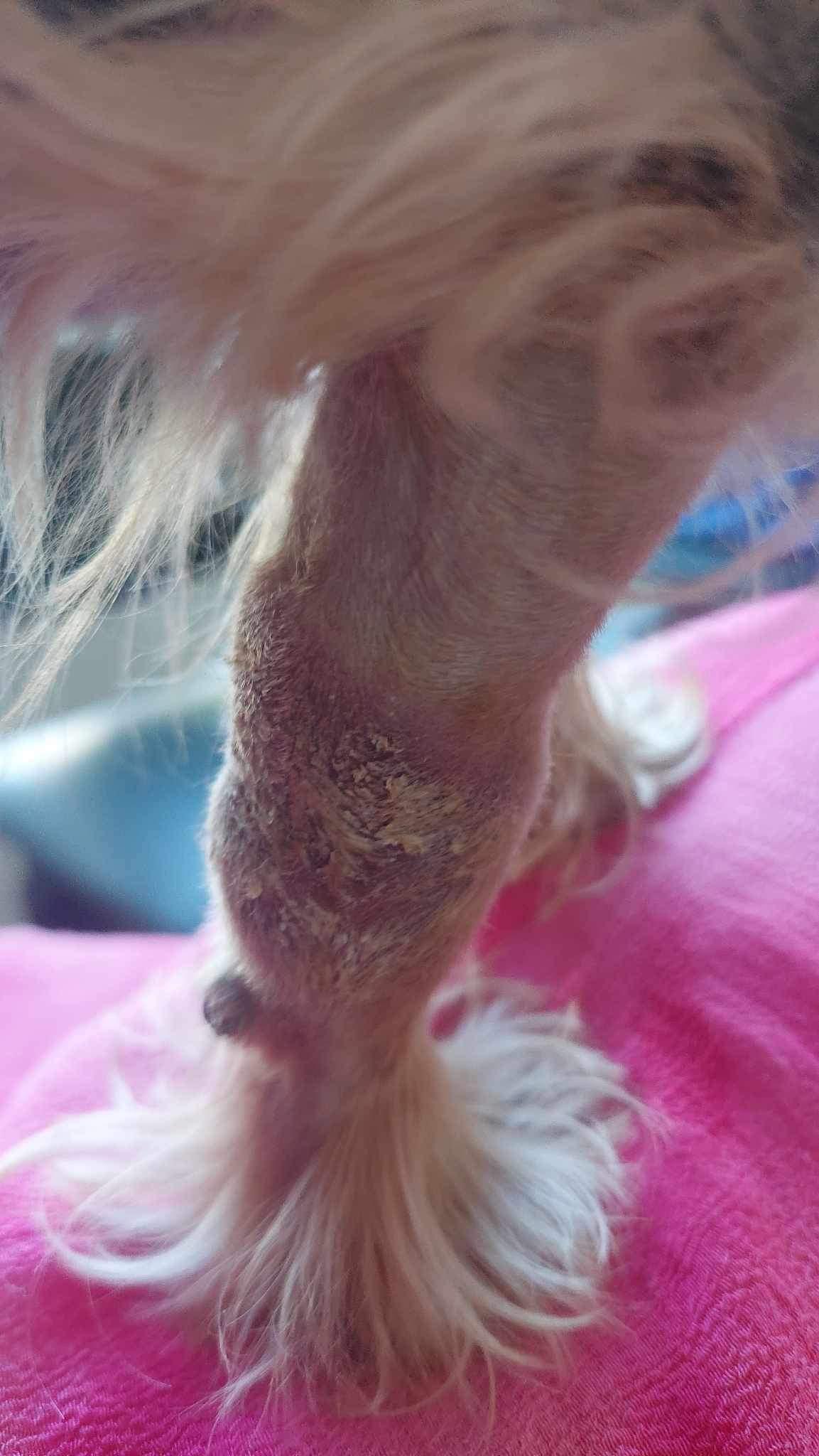 SWOLLEN YORKIE LEG! [HELP] r/Yorkies