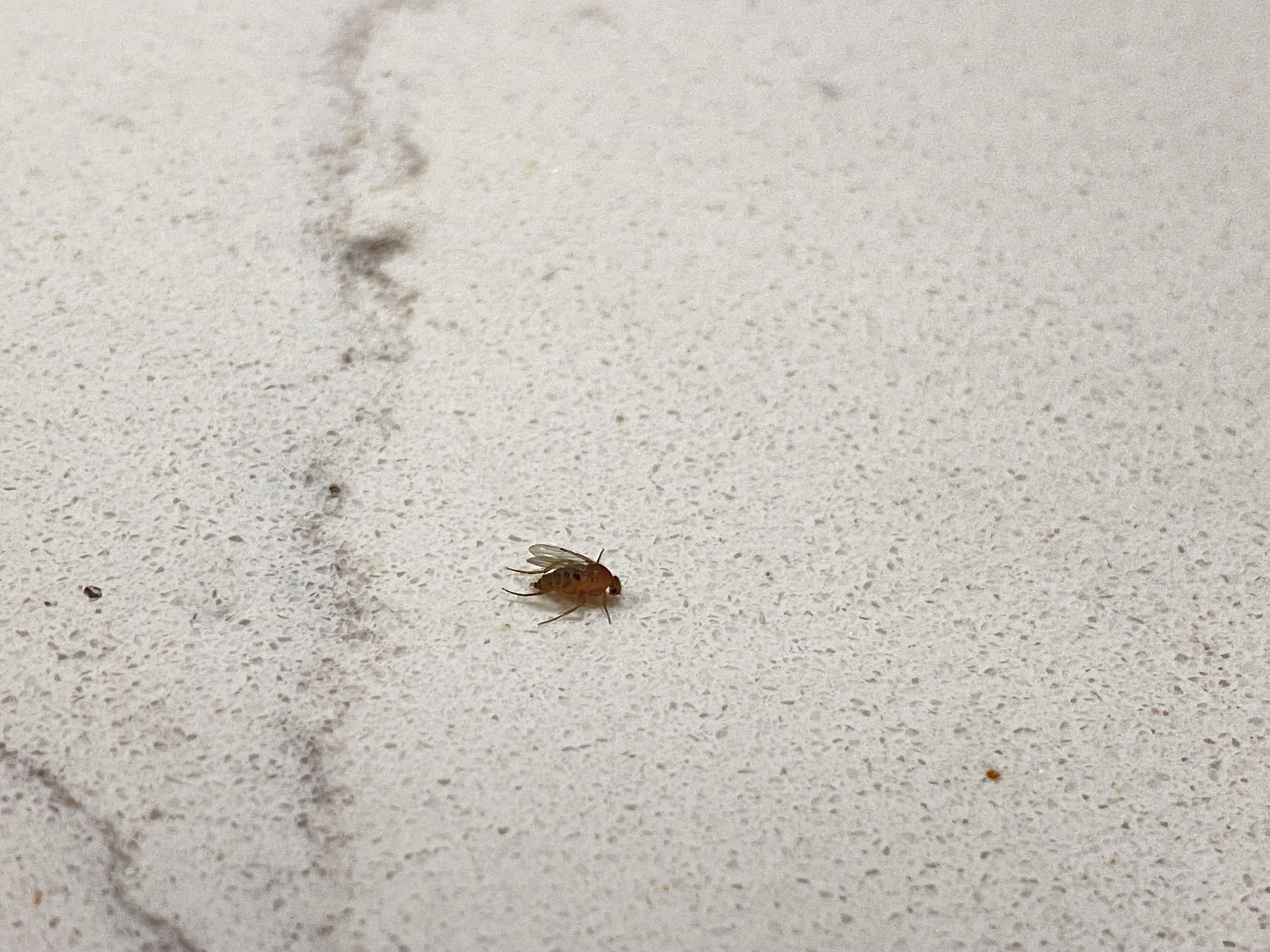 These keep flying around my house but this is the biggest one. What’s