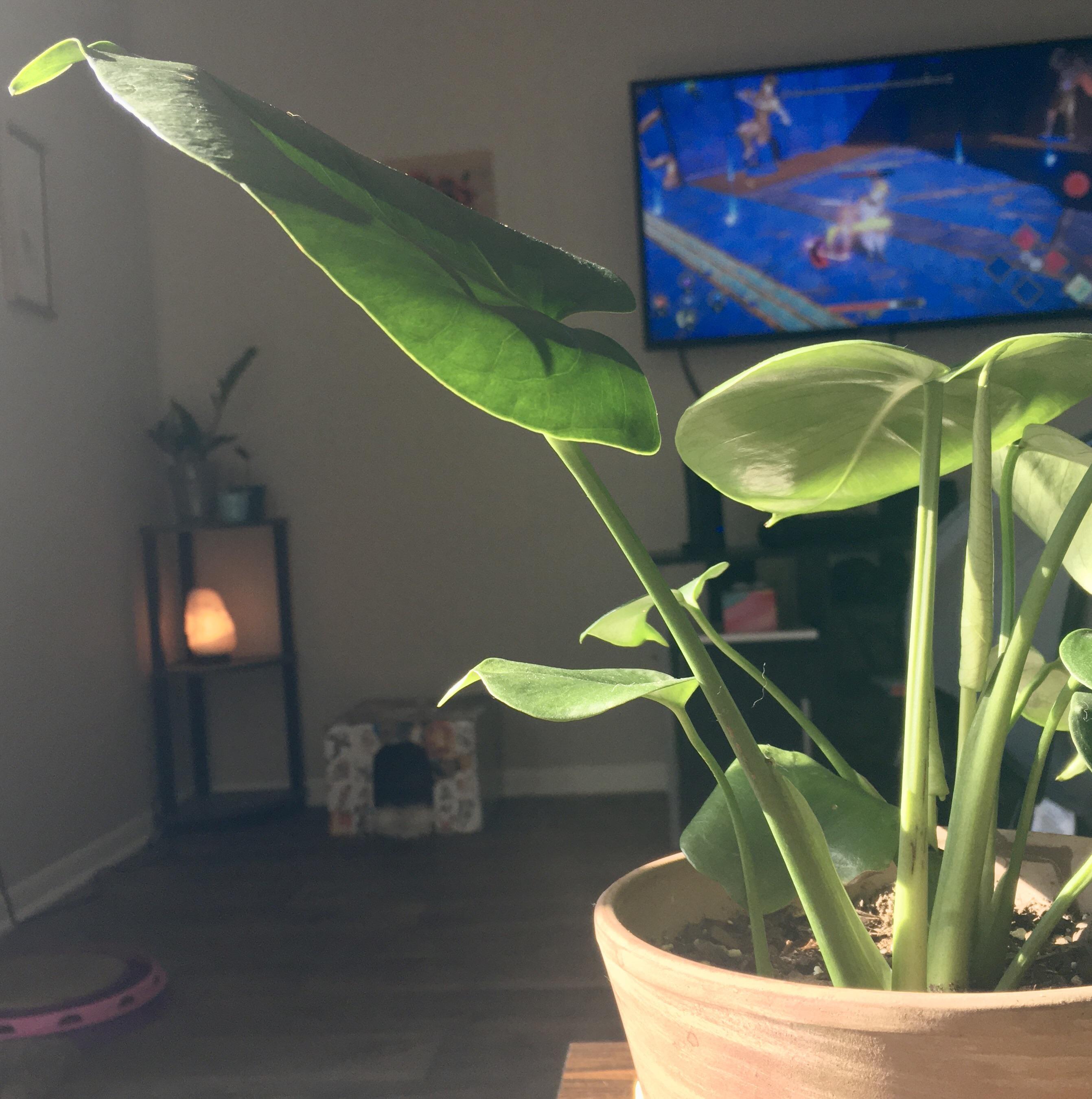 What makes monstera leaves point up like this? The rest of the plant is