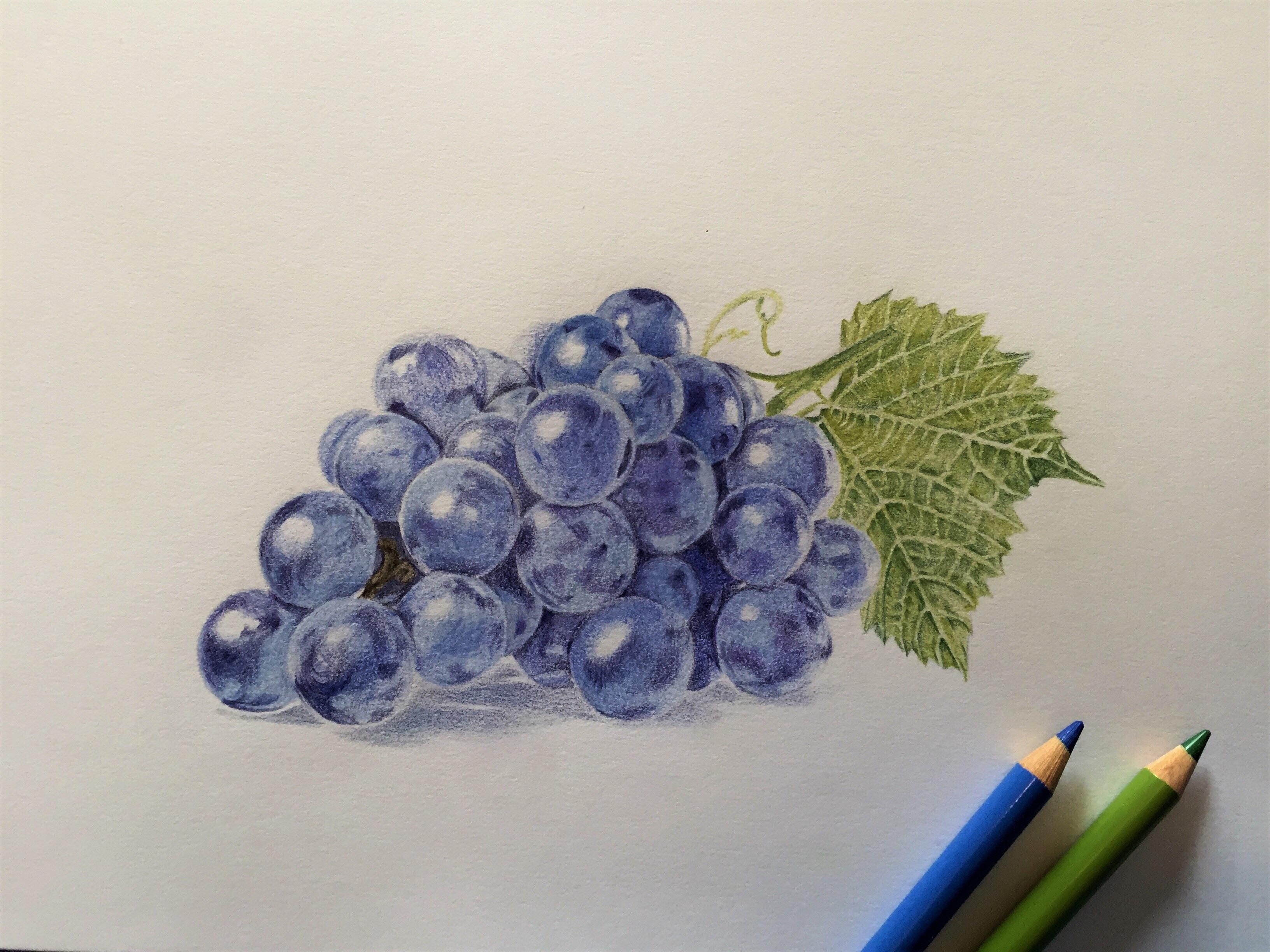 Grapes Pencil Drawing