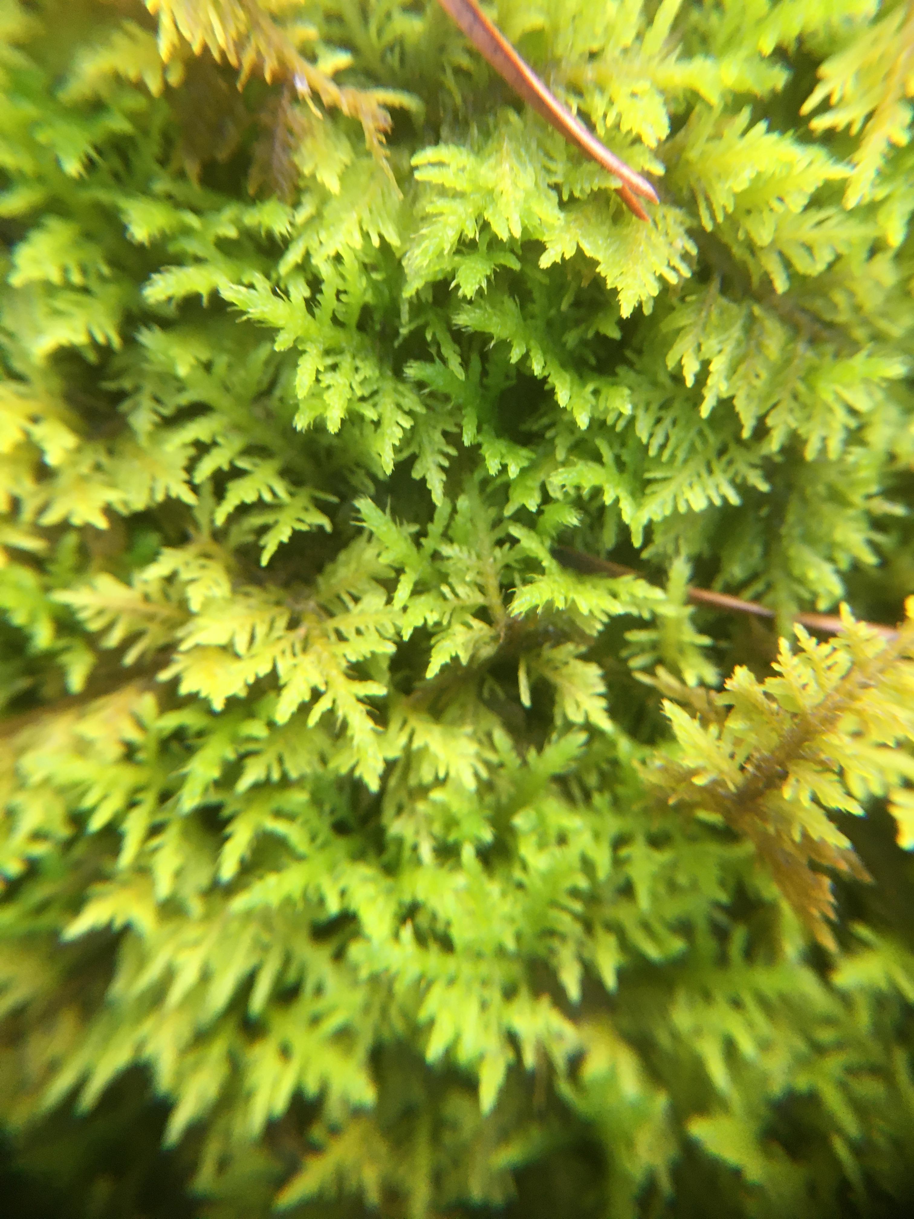 Delicate fern moss up close (North Carolina) r/Mosses