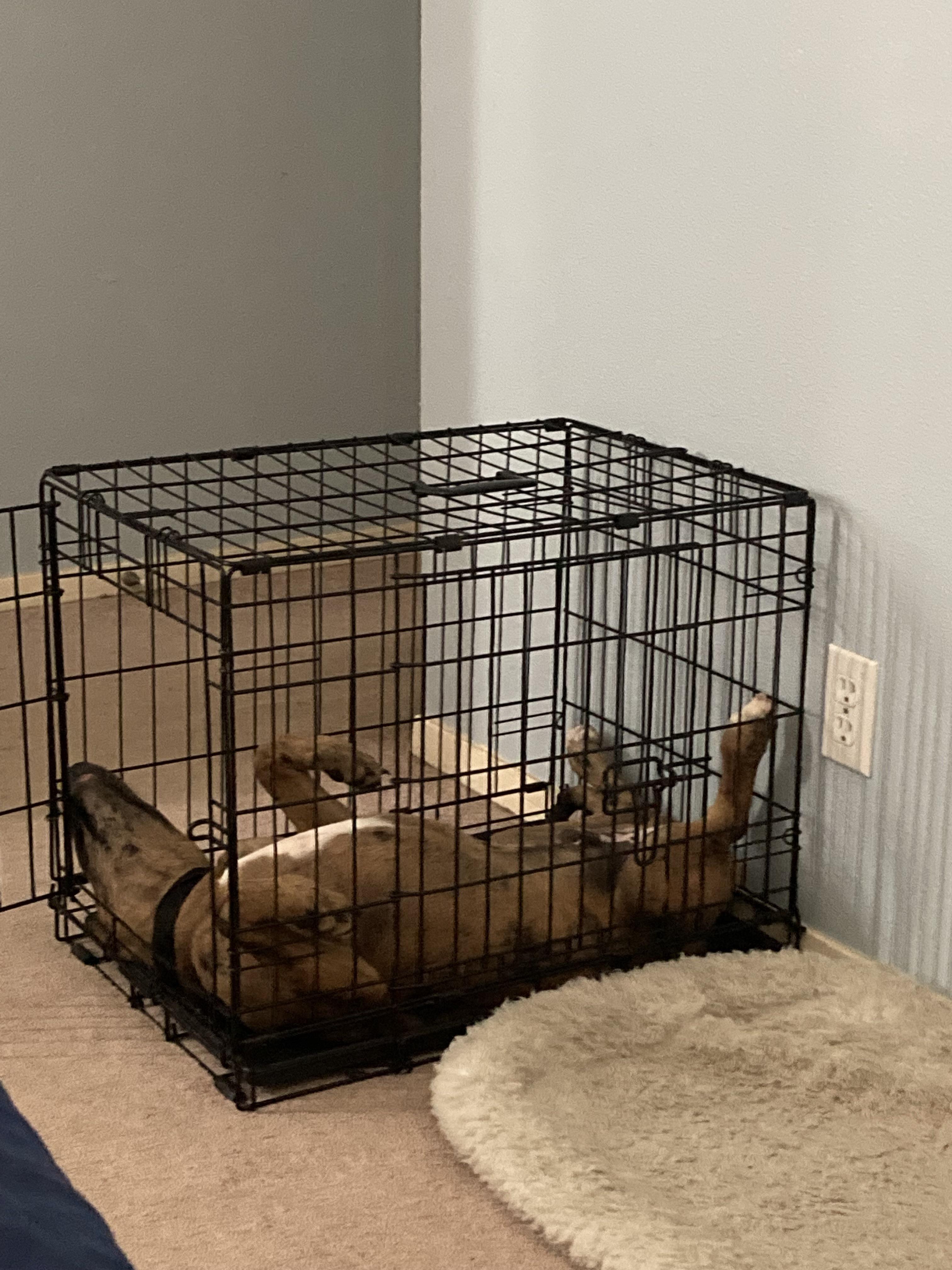 I think it’s time to retire the crate r/Catahoula