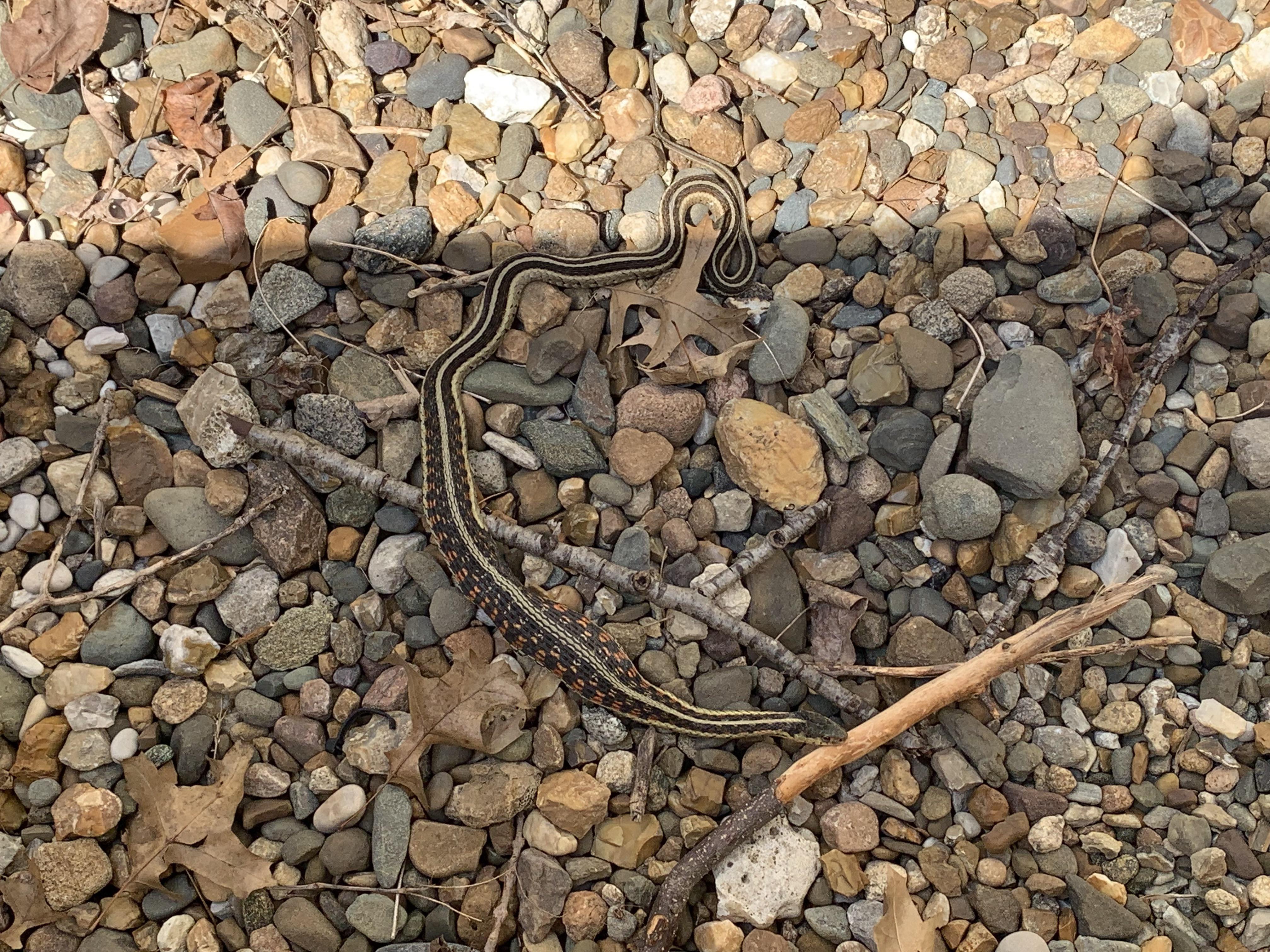 Garter snake made its way into our window well with a full stomach r