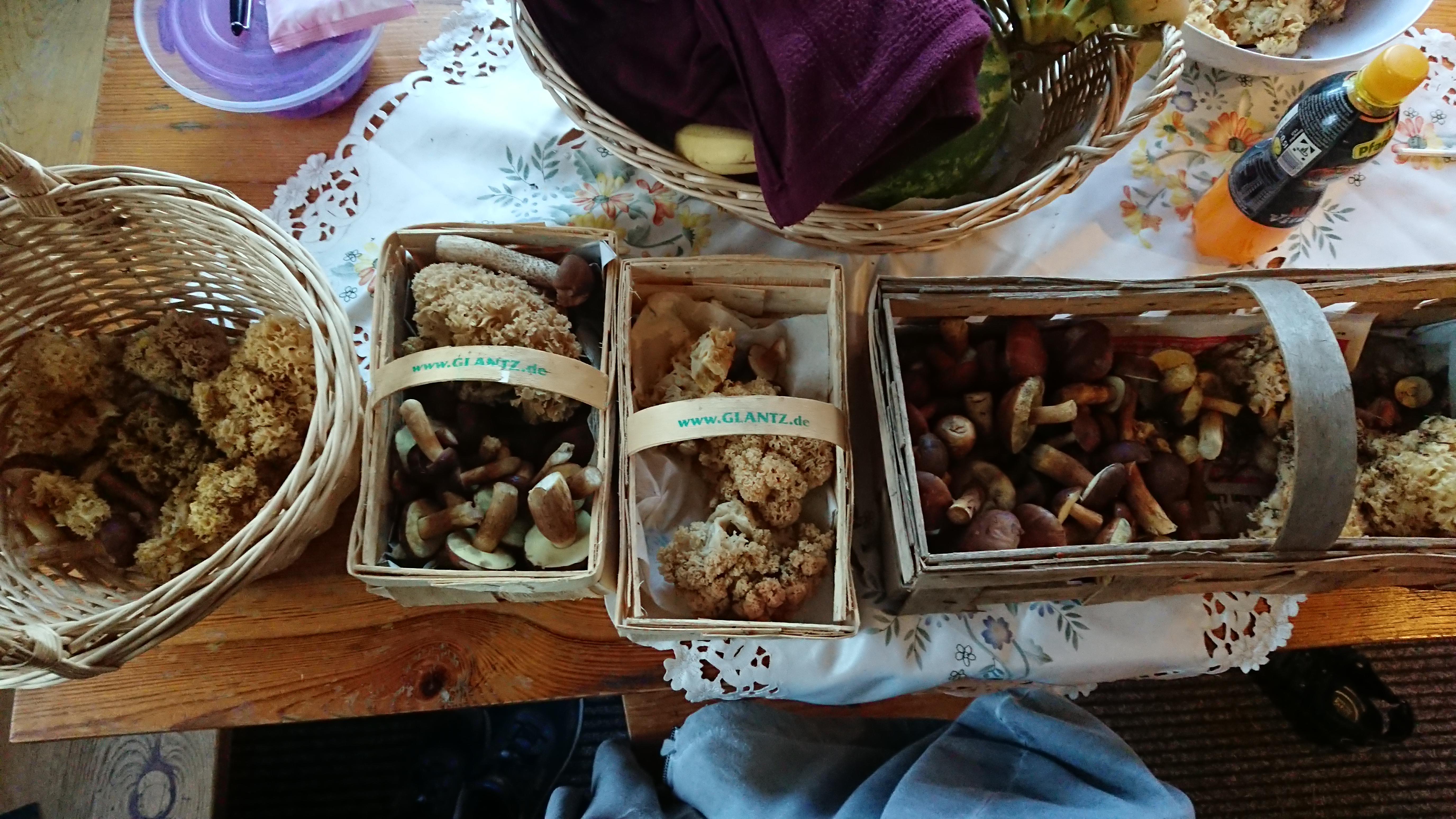 Went to my grandparents' old mushroom spot with my family