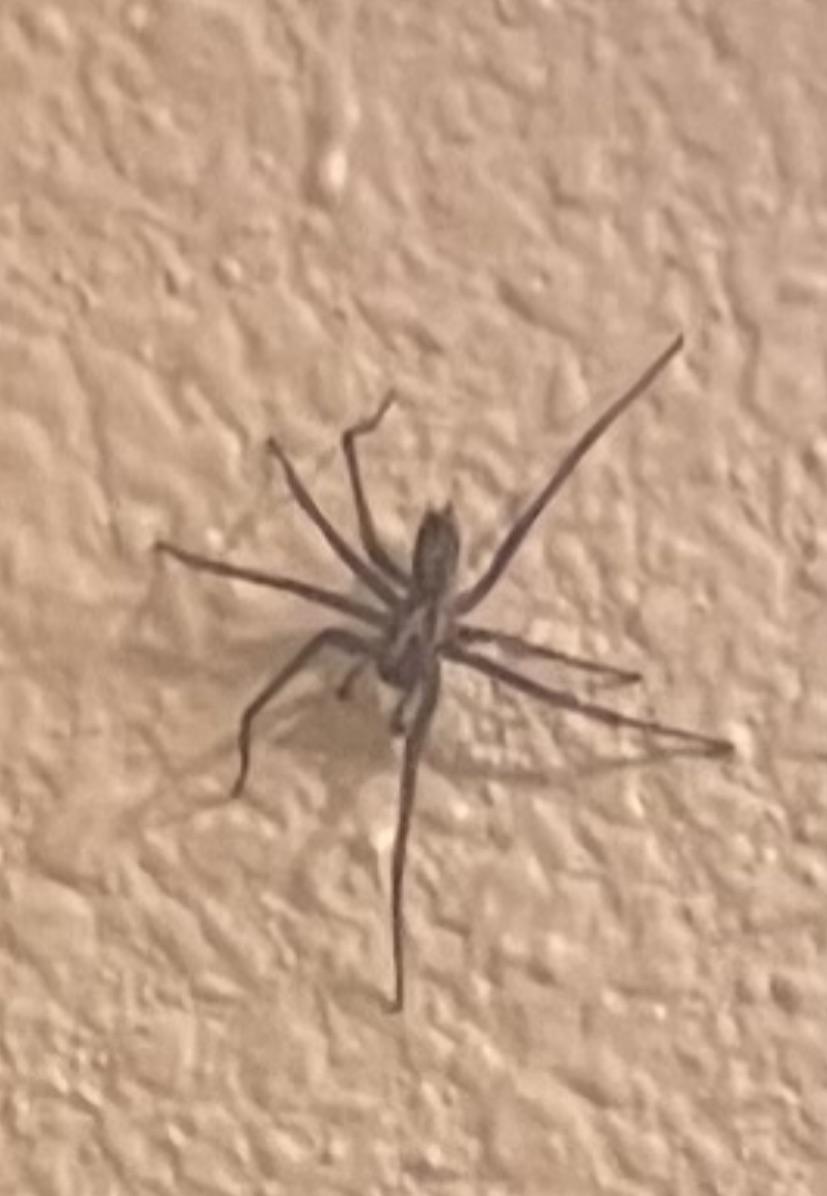 Giant House Spider Vs Hobo