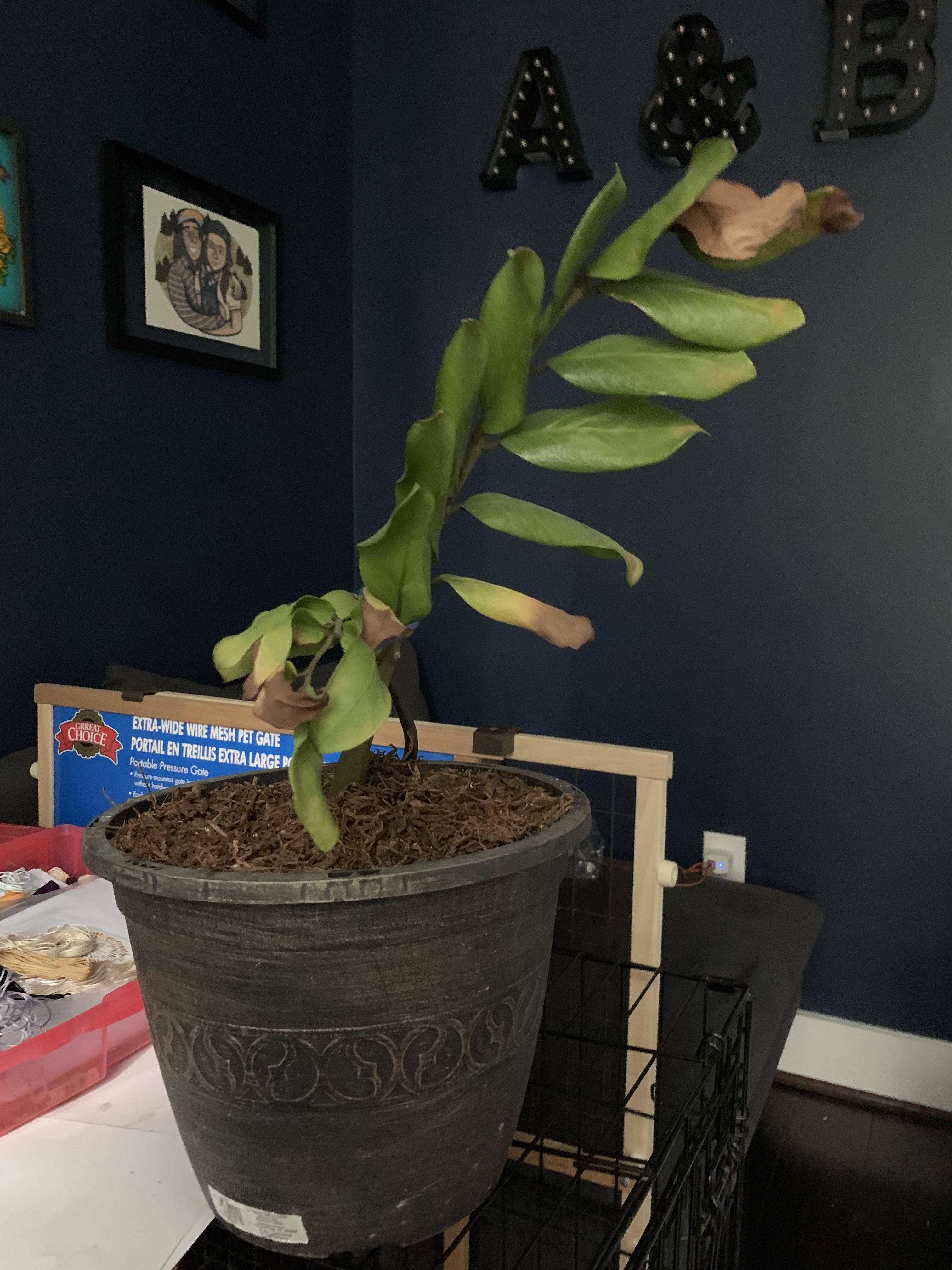 Anyone know why my ZZ plant is so sad? The soil is wet and she was looking worse outside so I