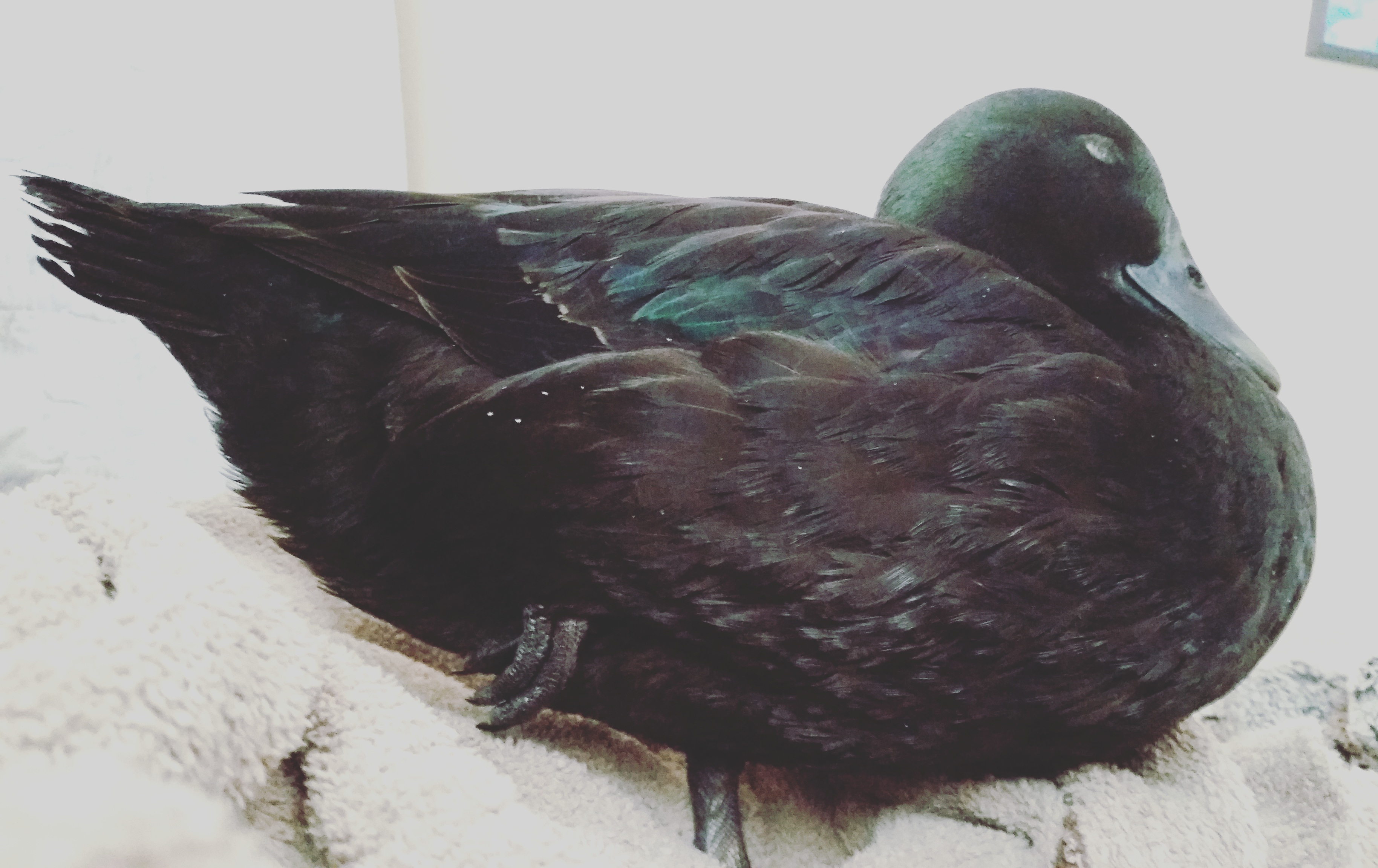 My velvet duck named goose♡ r/cute