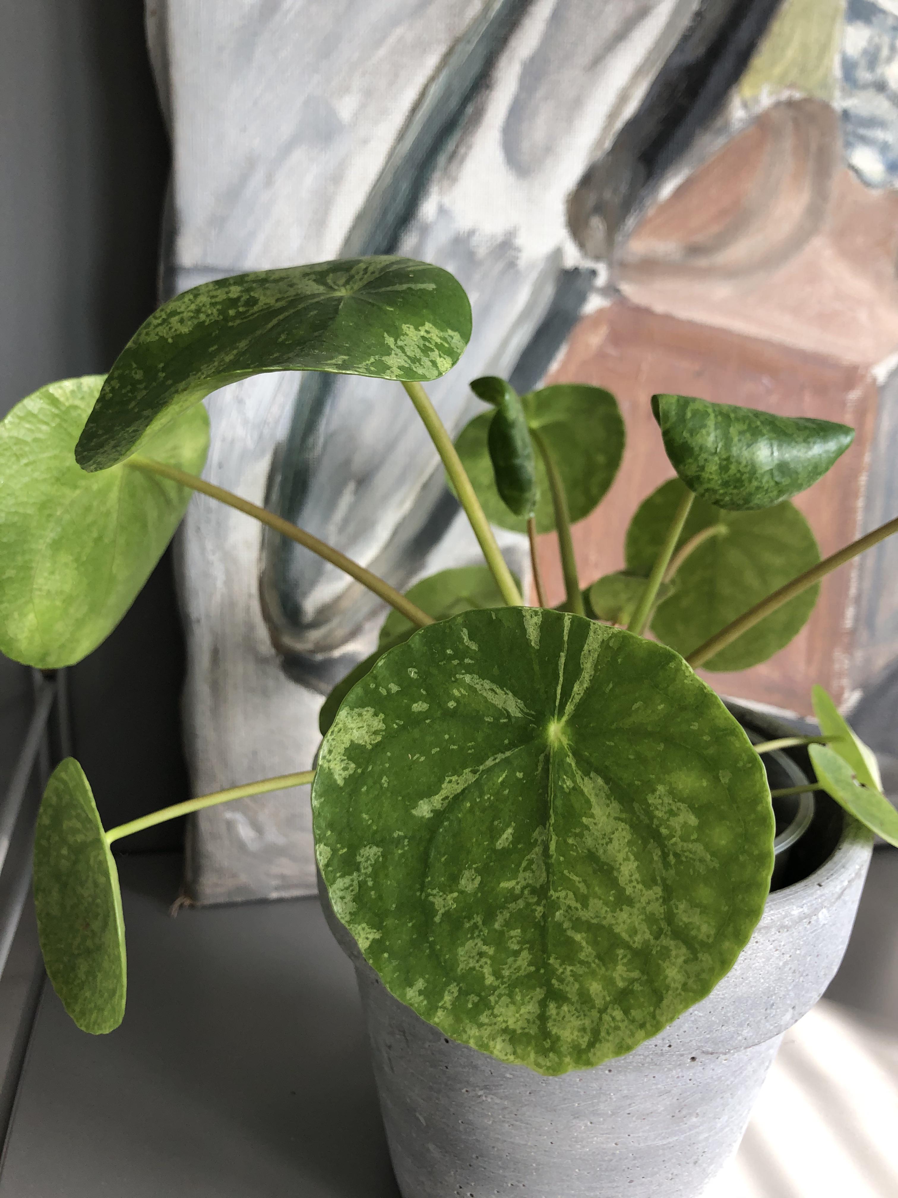 Got two pileas a week ago. Why is one doing so bad? Yellow leaves, some