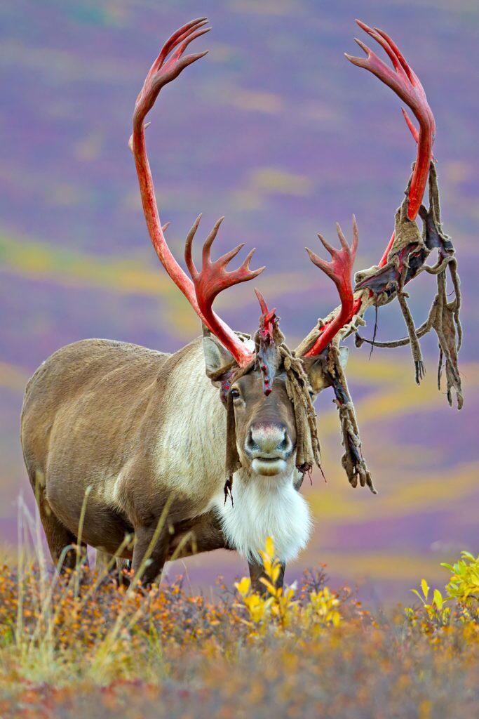 This deer with gigantic antlers shedding its velvet r/natureismetal