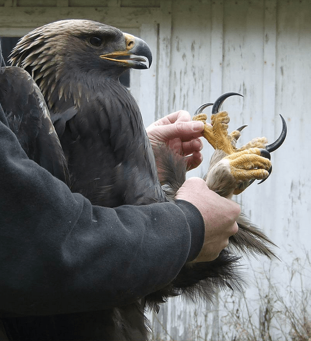 This Eagle's talons... r/natureismetal