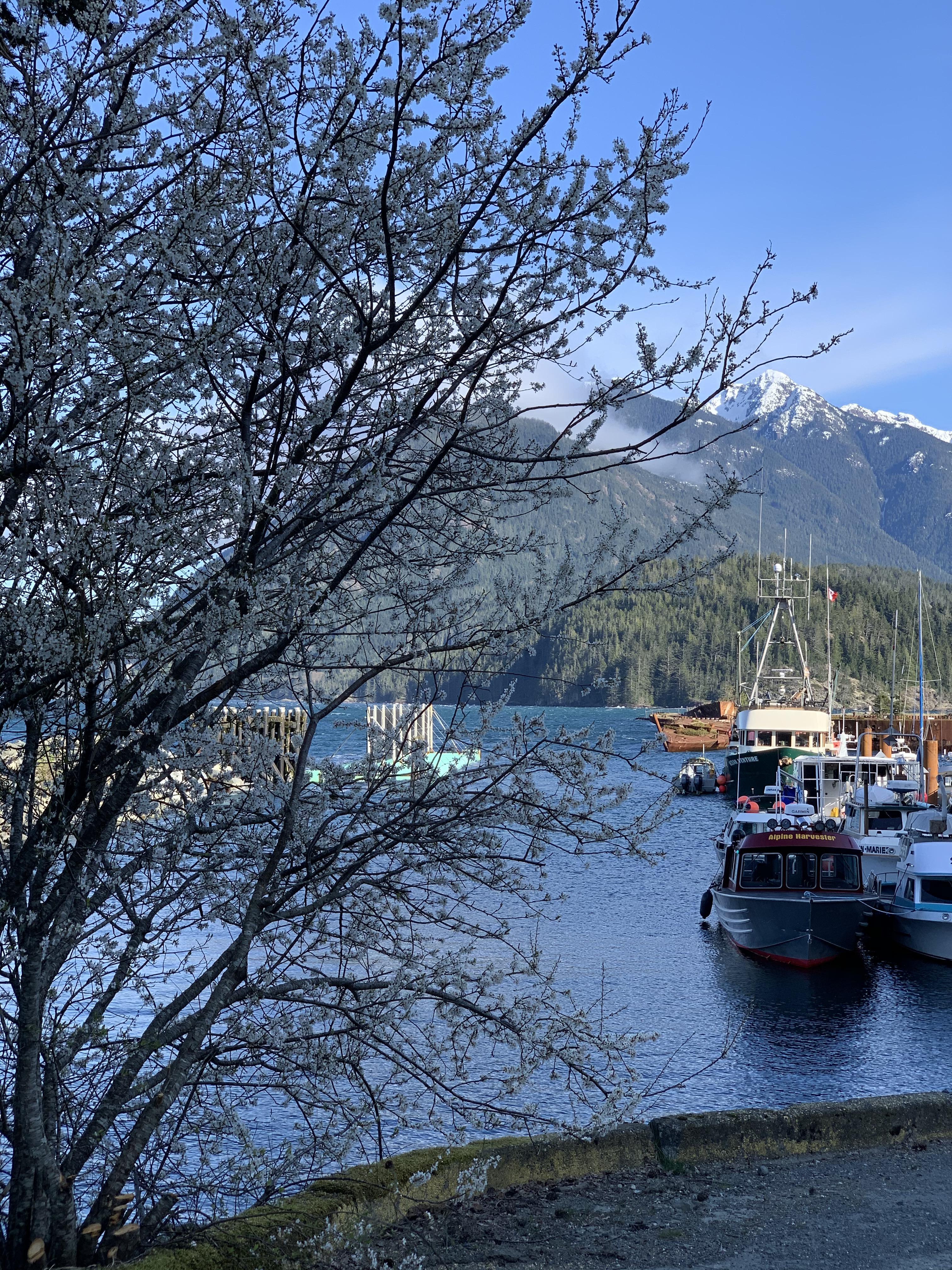 Sayward BC today! r/britishcolumbia