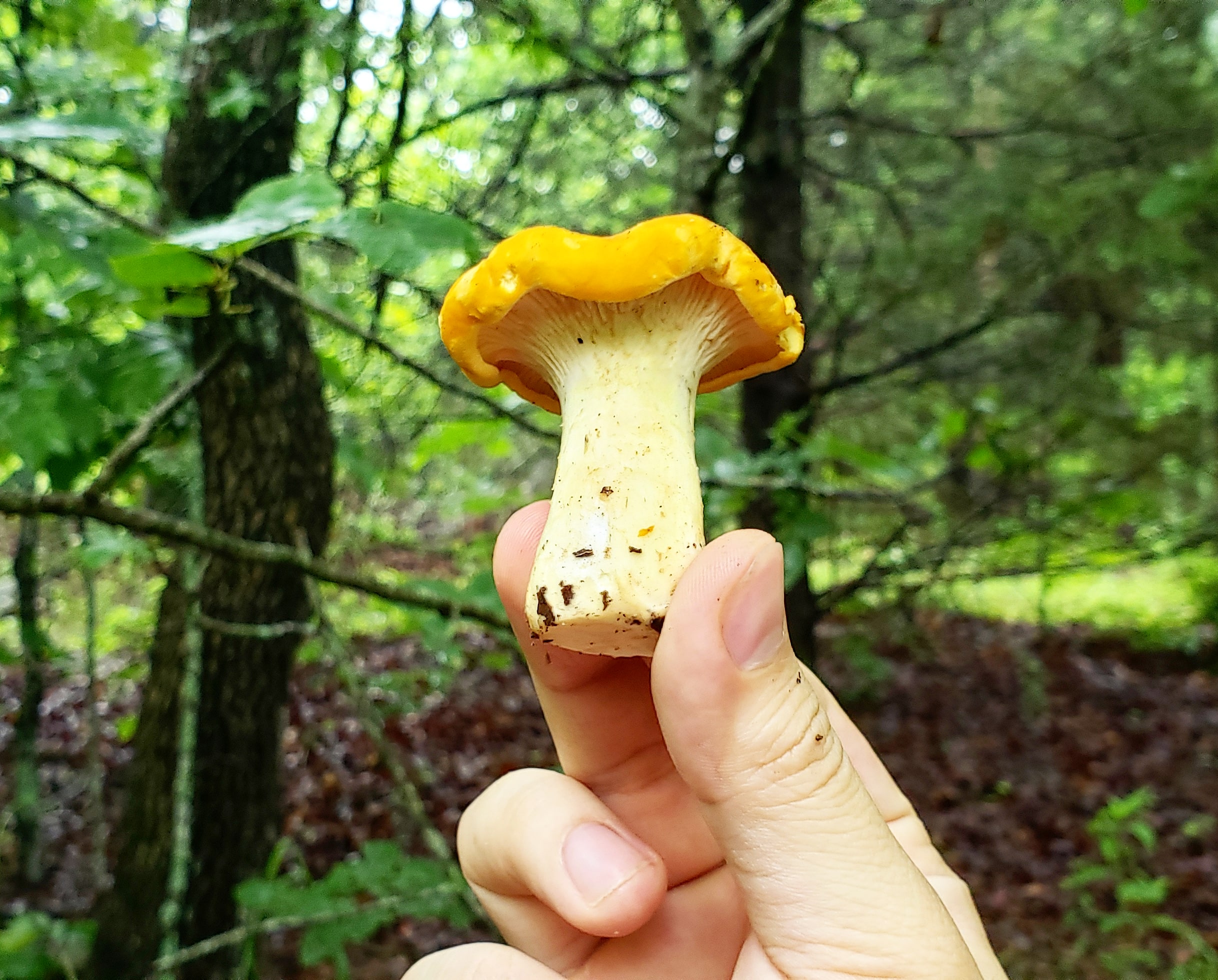 Mushroom Identifier App Reddit Emtoxugns3fd2m / Identify mushrooms with a snap.