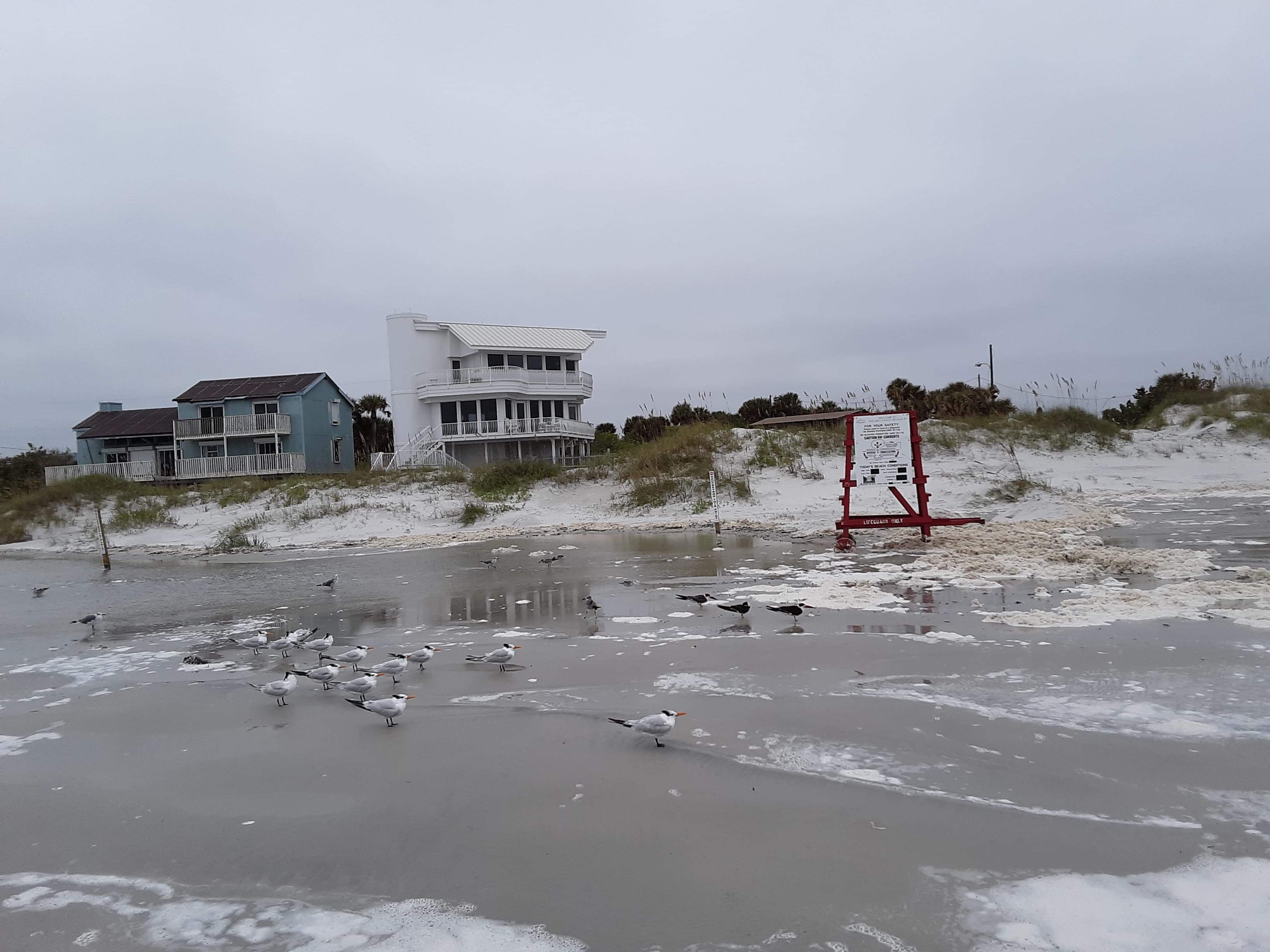 Shark Bite Capital, New Smyrna Beach r/florida