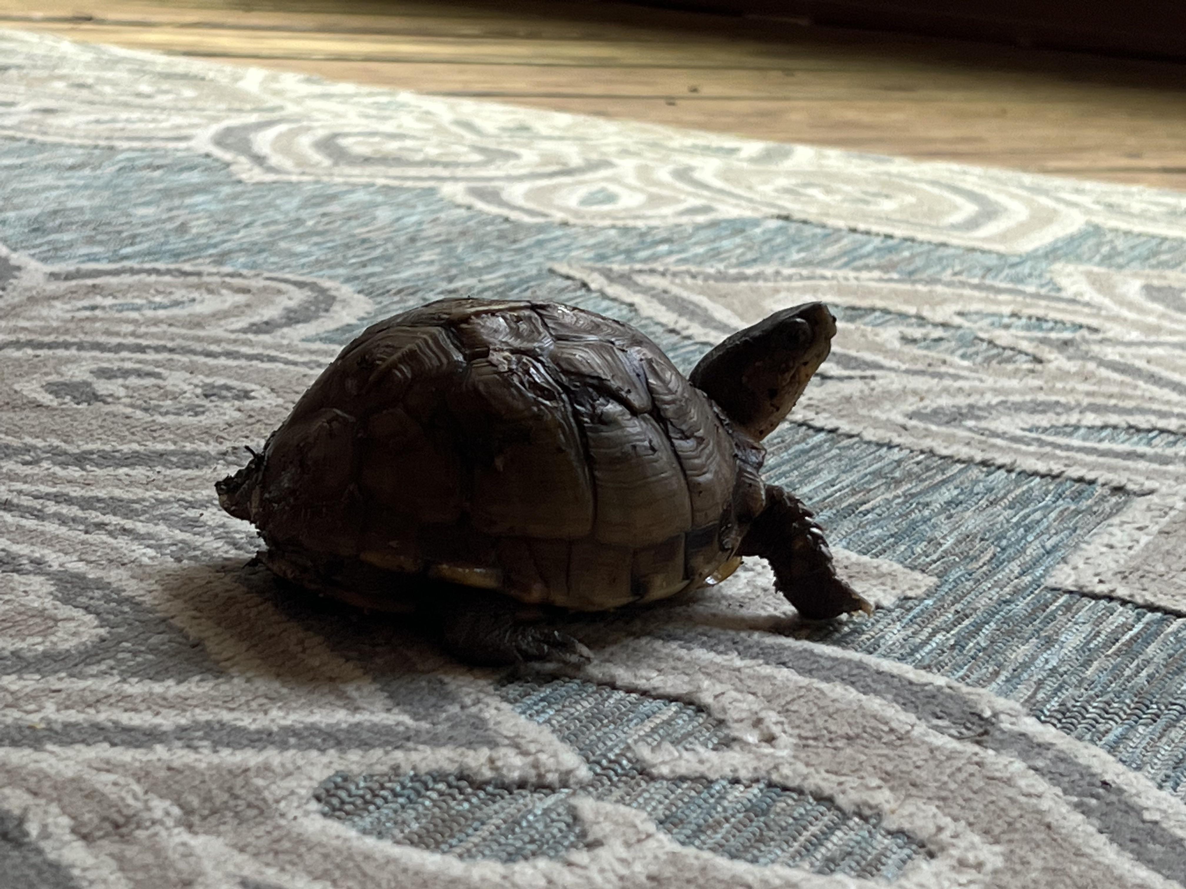 AirBNB in Arkansas. Jasper area. Found this little guy. Are they native