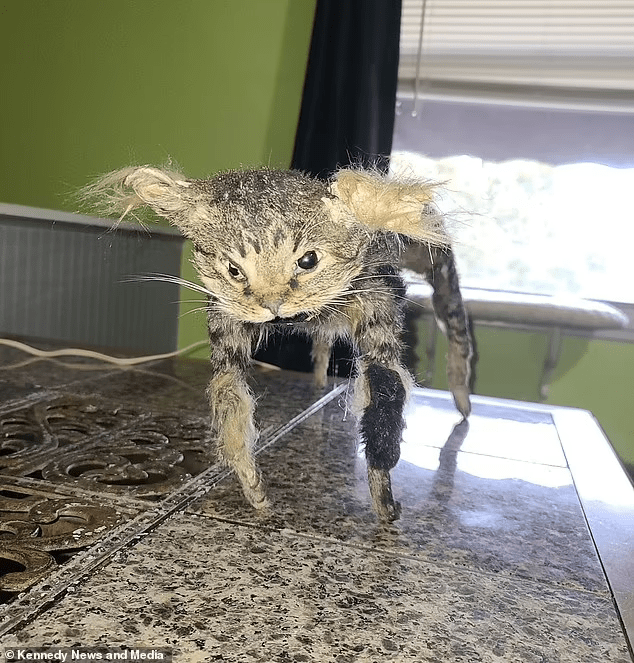 Cursed cat Cursed_Images