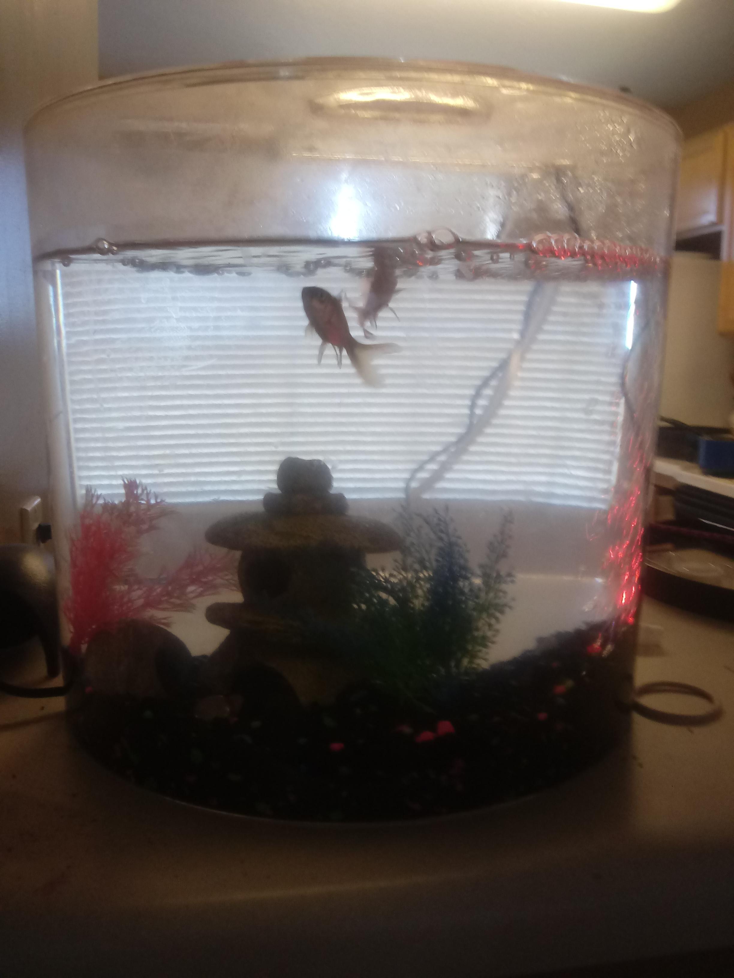 My family fish tank has two gold fish and a bata fish r/fishtank