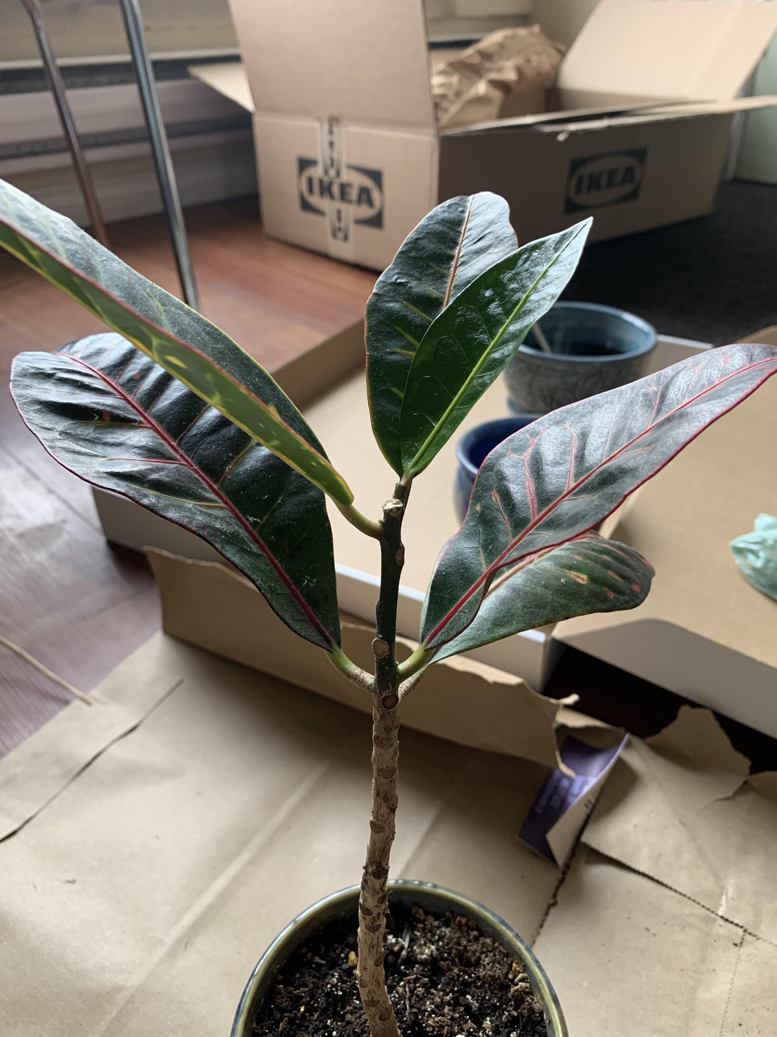 How can I bring my croton back to life? r/plantclinic