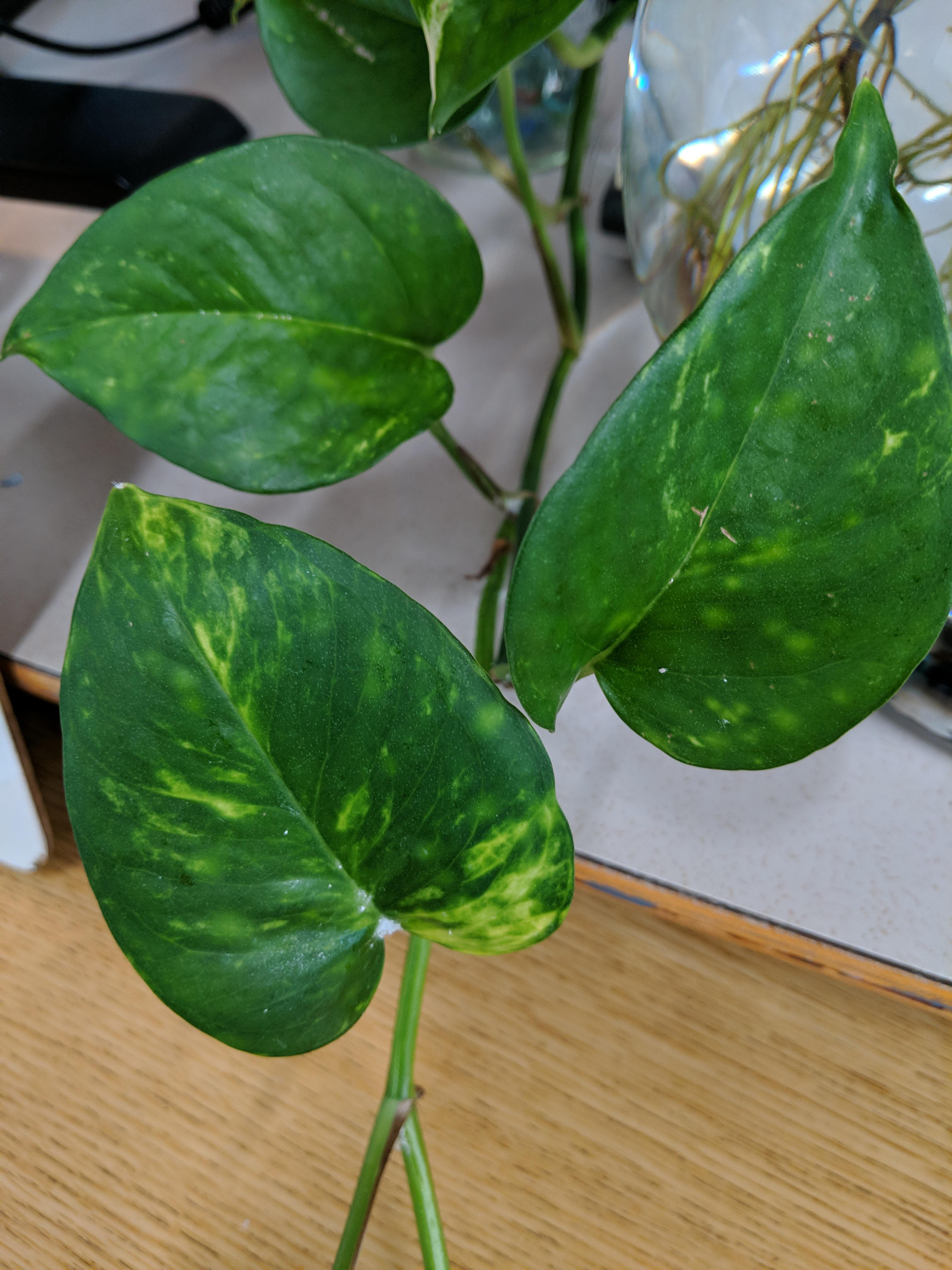 White powdery stuff on all of my philodendrons I've used a tooth