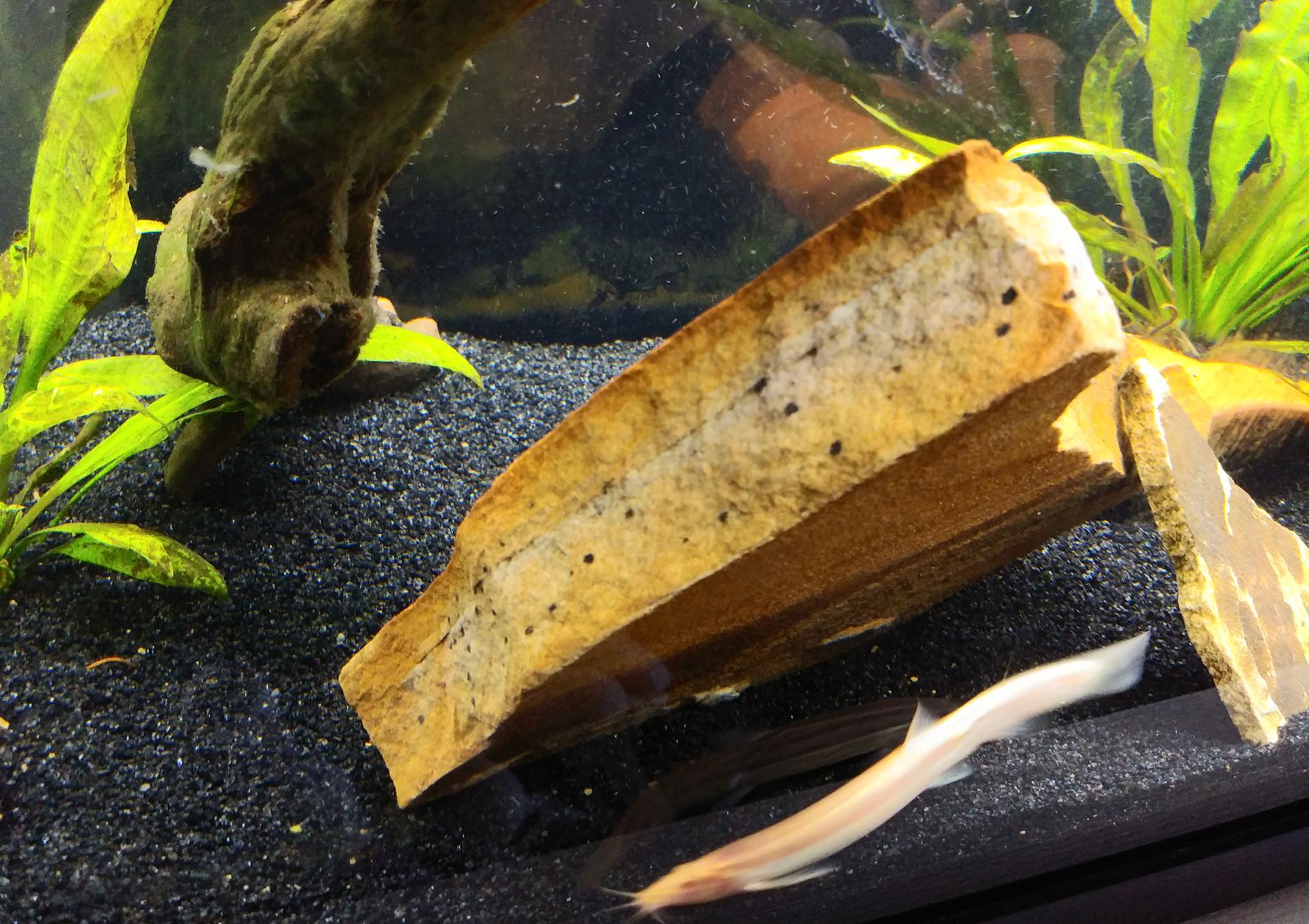 Are these little black dots growing on the rock normal? I took it out