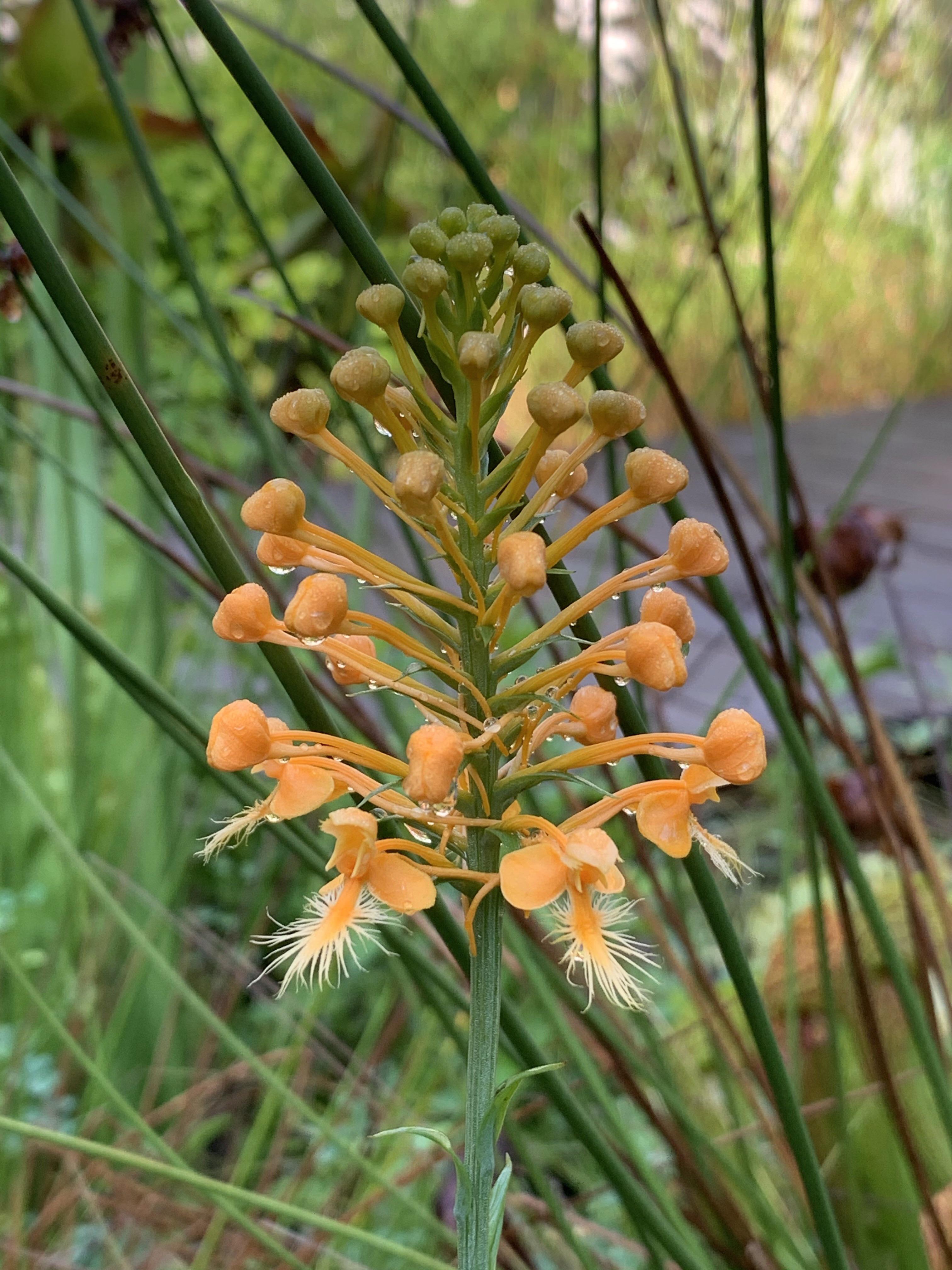 My yellowfringed orchid is beginning to bloom! Native to bogs
