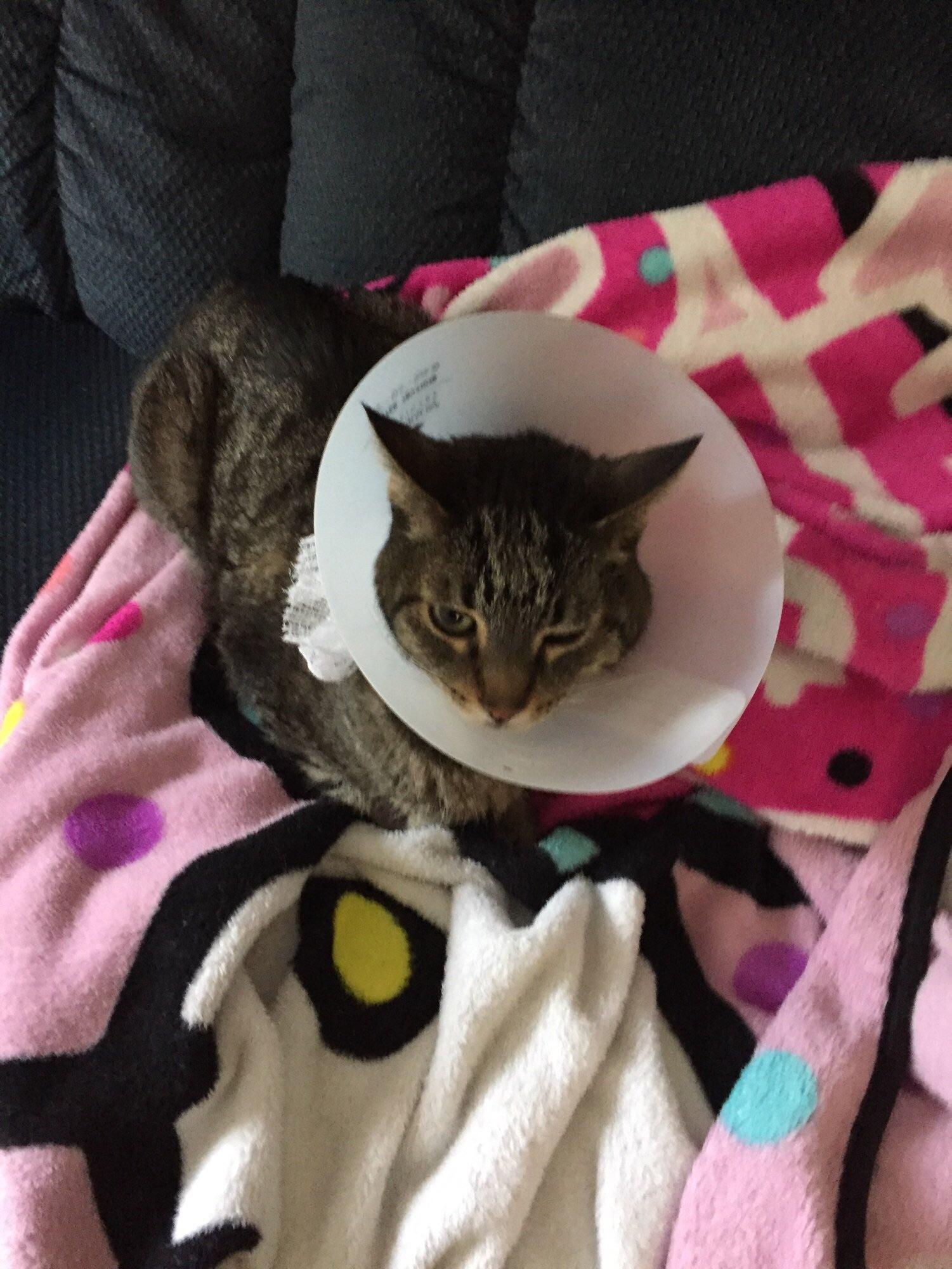 Cat had surgery the other day and now must wear the cone of shame r/pics