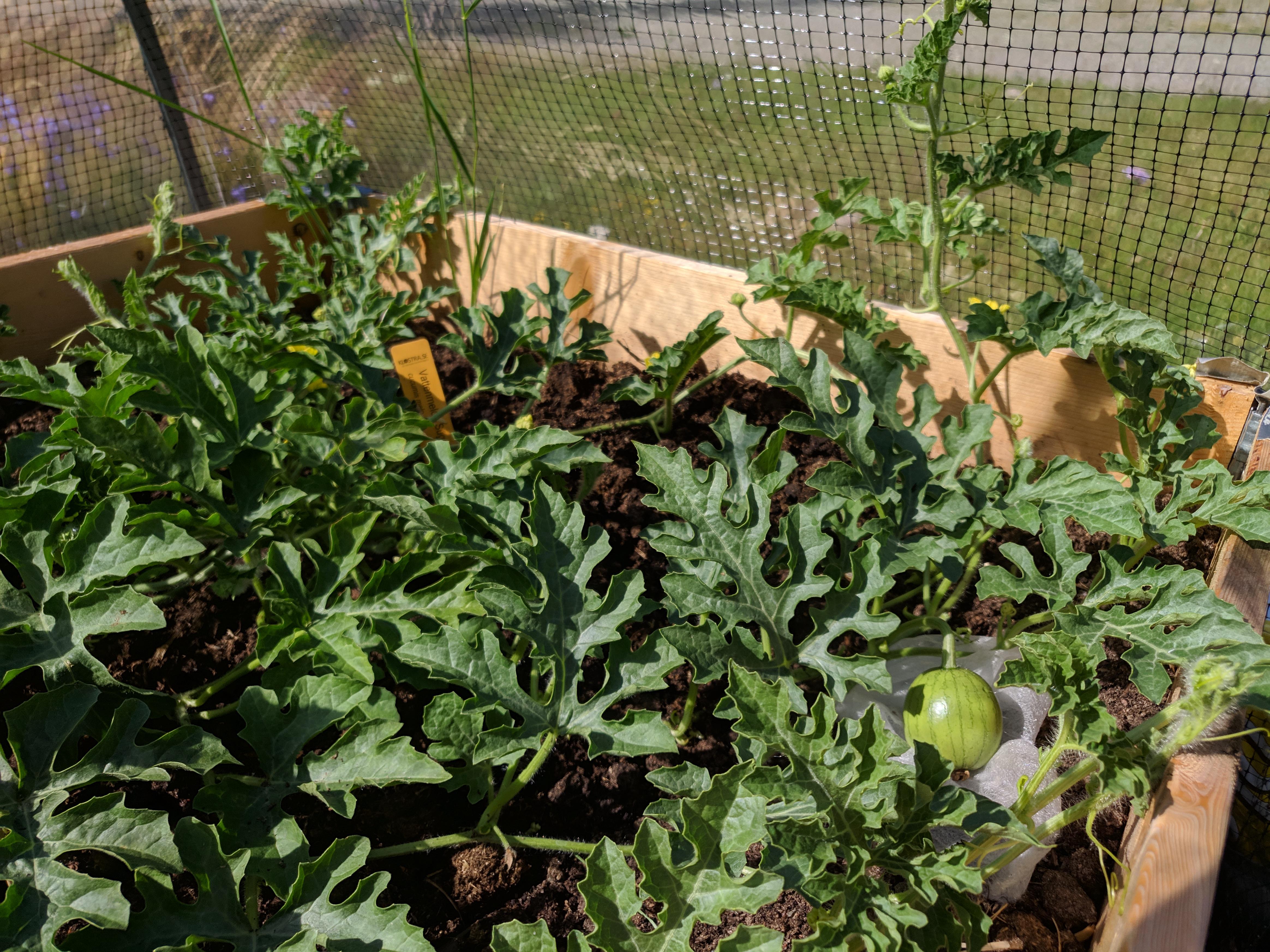 This watermelon plant was all wilted apart from 2 leaves when I got it